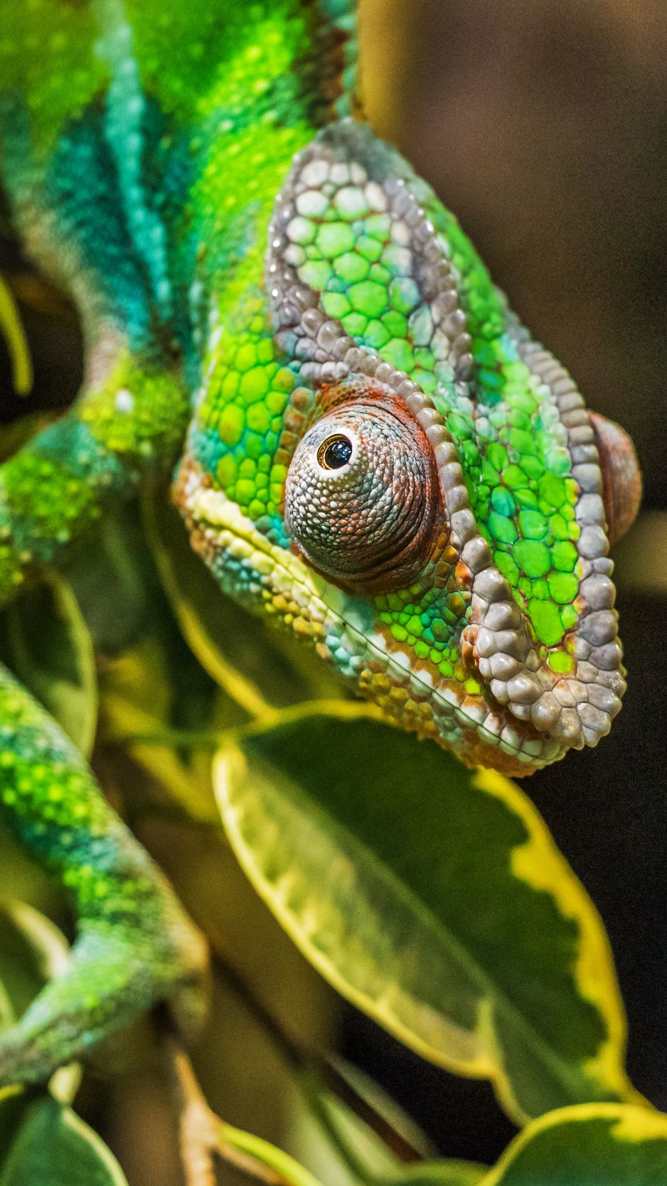 Download wallpaper 938x1668 chameleon