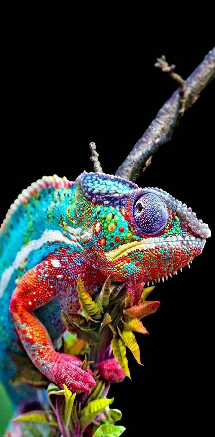 Reptile Wallpaper