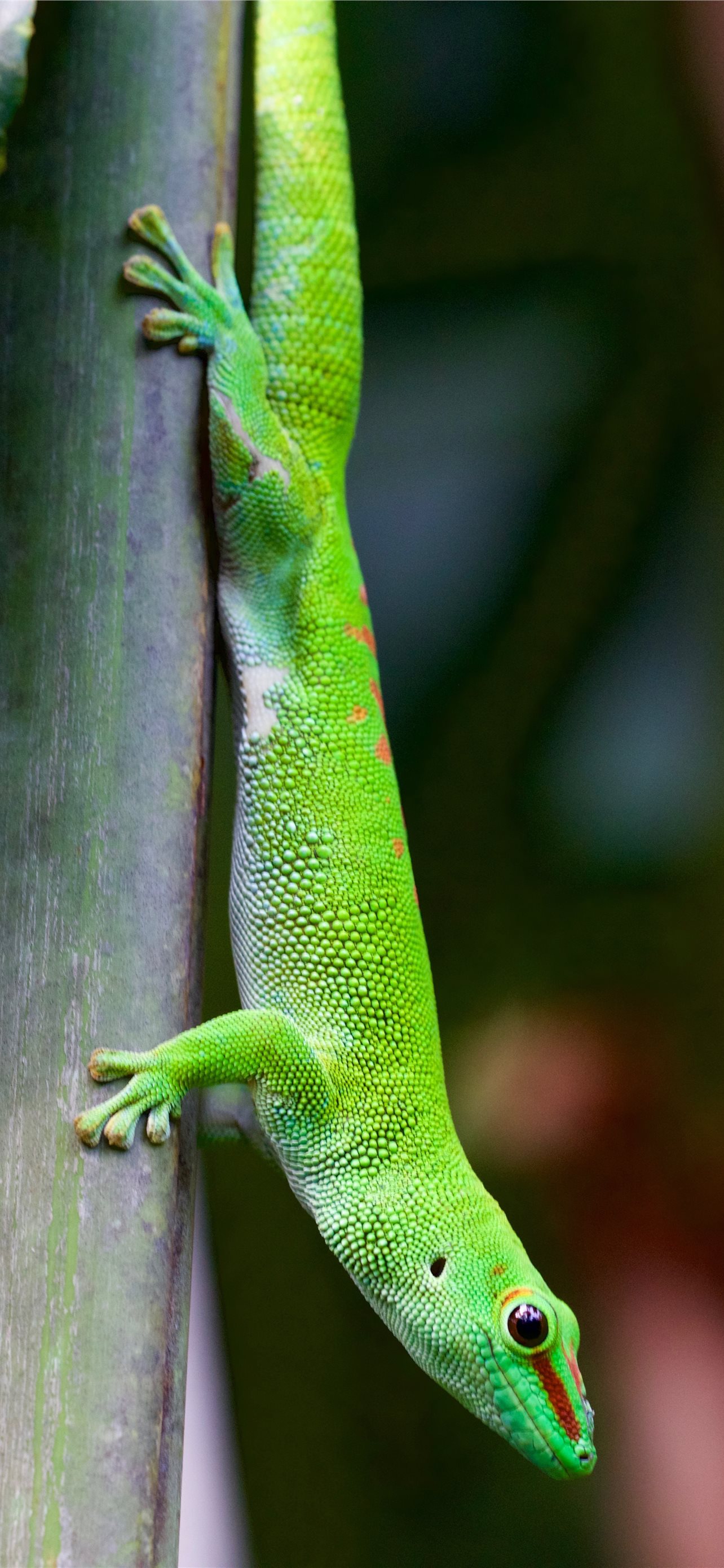Best Gecko iPhone HD Wallpaper