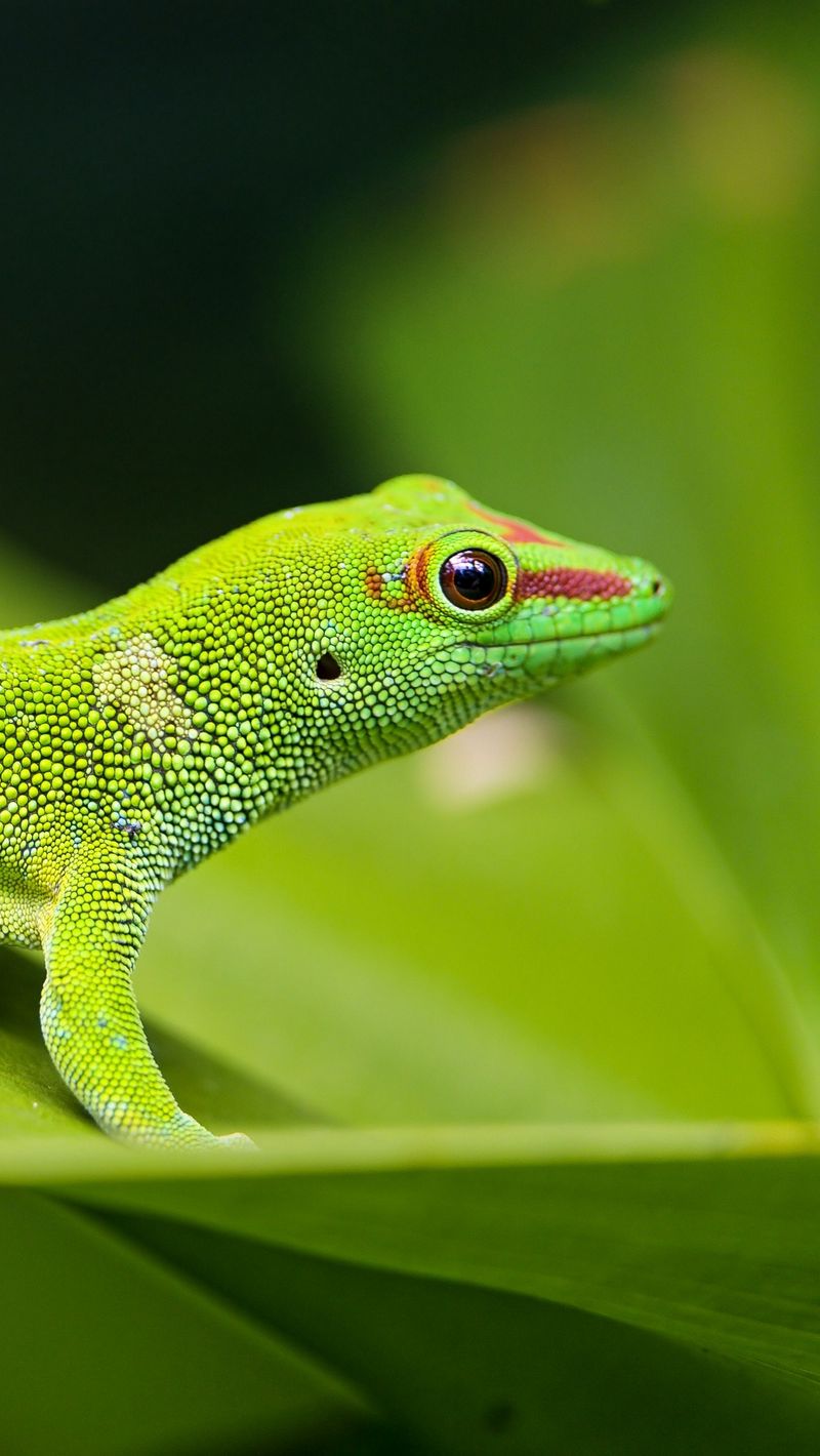 Download wallpaper 800x1420 lizard