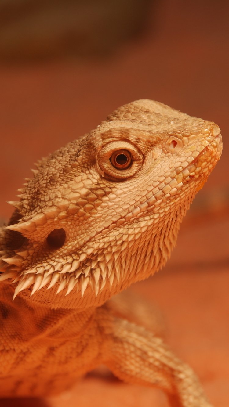 Download Lizard Animal Bearded Dragon