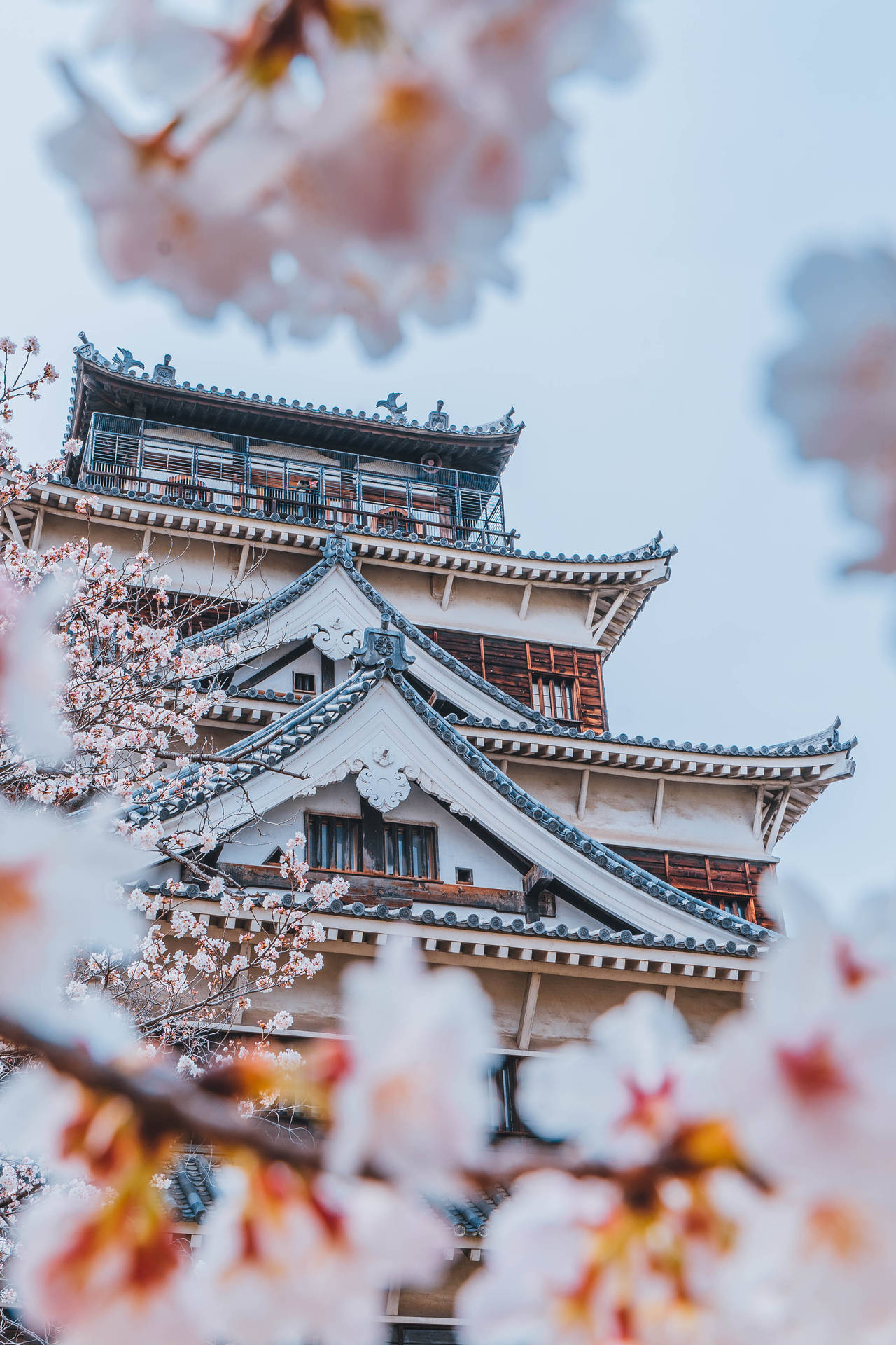 Free Japanese Sakura HD Wallpaper
