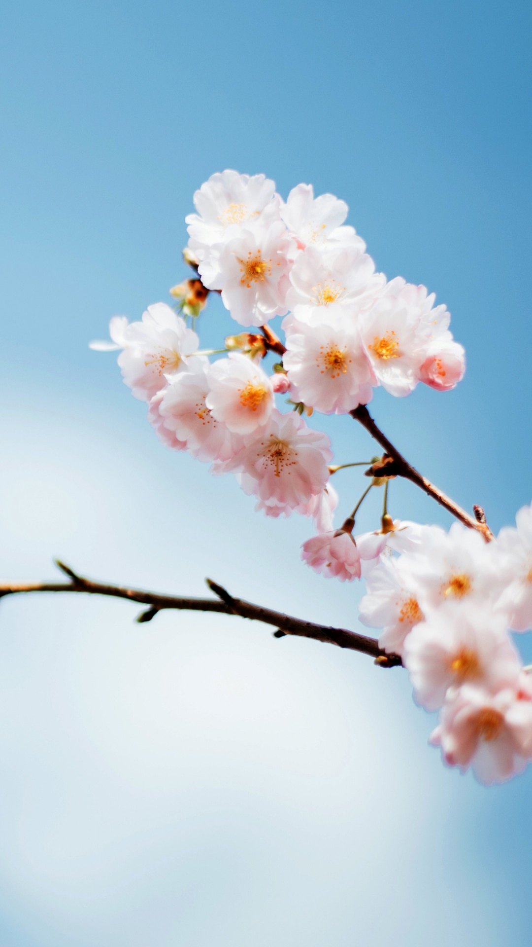 Sakura Wallpaper 4K, Cherry blossom