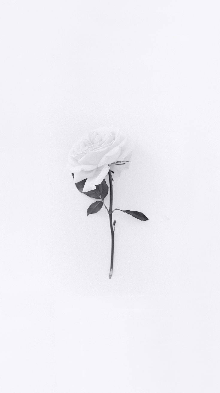 Download Minimalist White Flower iPhone