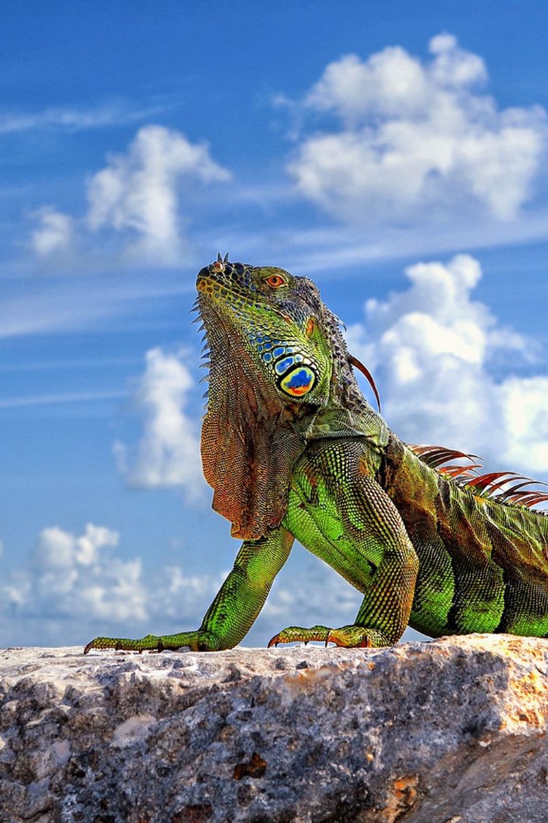 Download wallpaper 800x1200 lizard