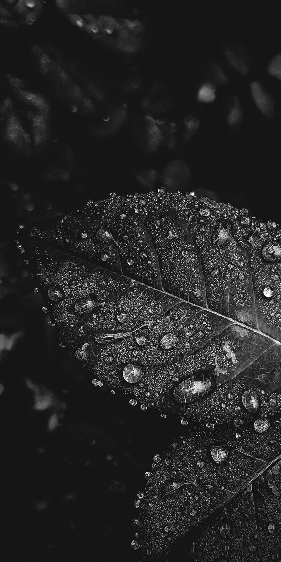 Black White iPhone HD Wallpaper