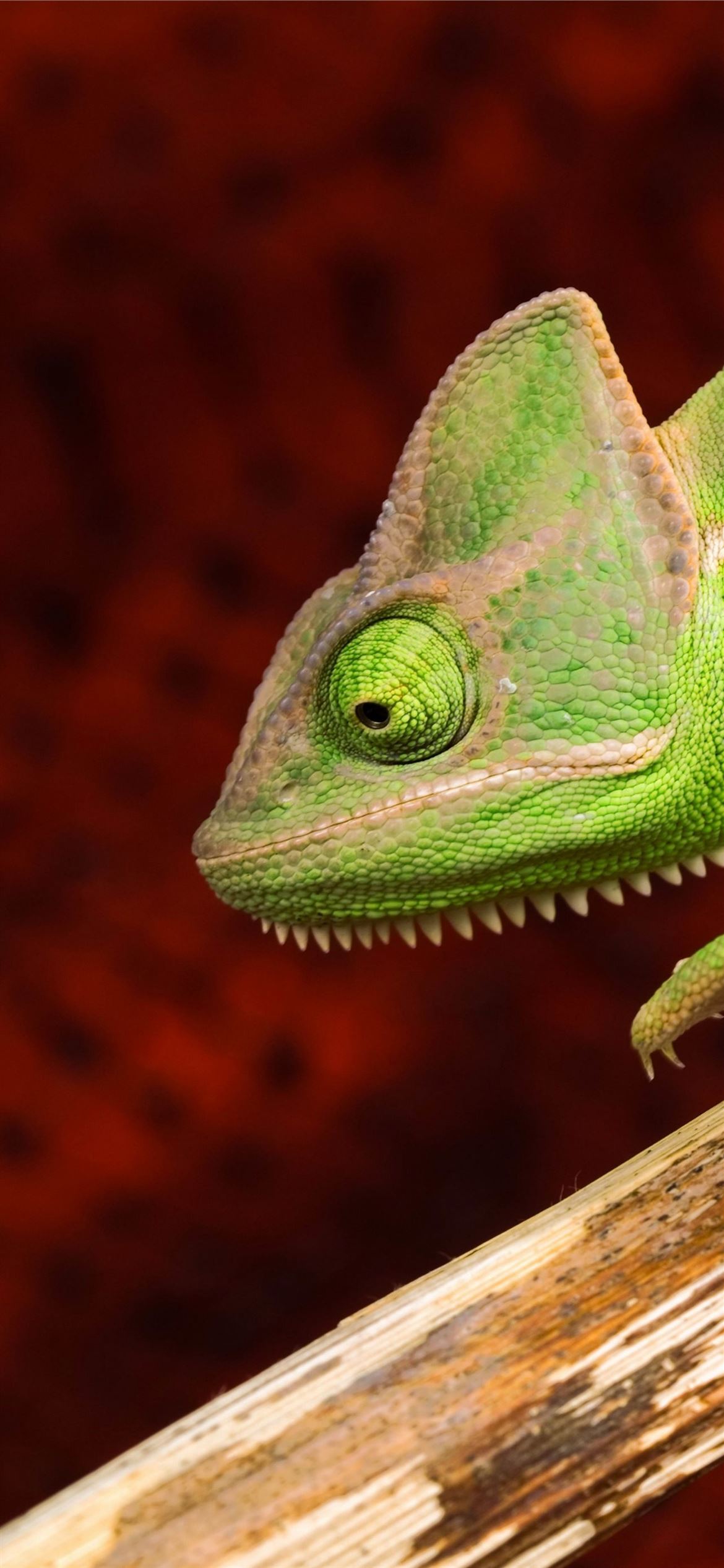 Chameleon lizard green Animals iPhone
