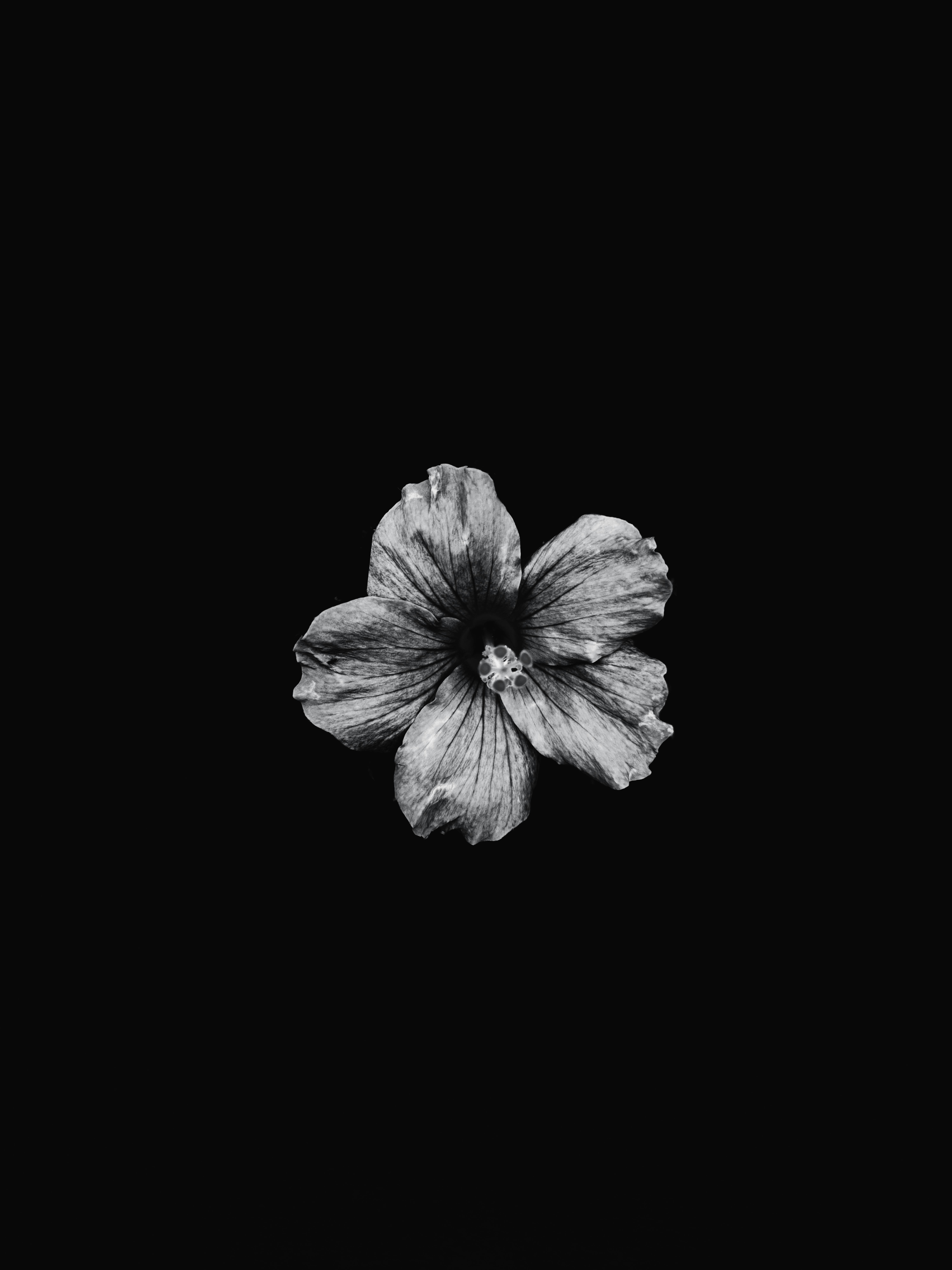 Black And White Photo Of A Flower · Free
