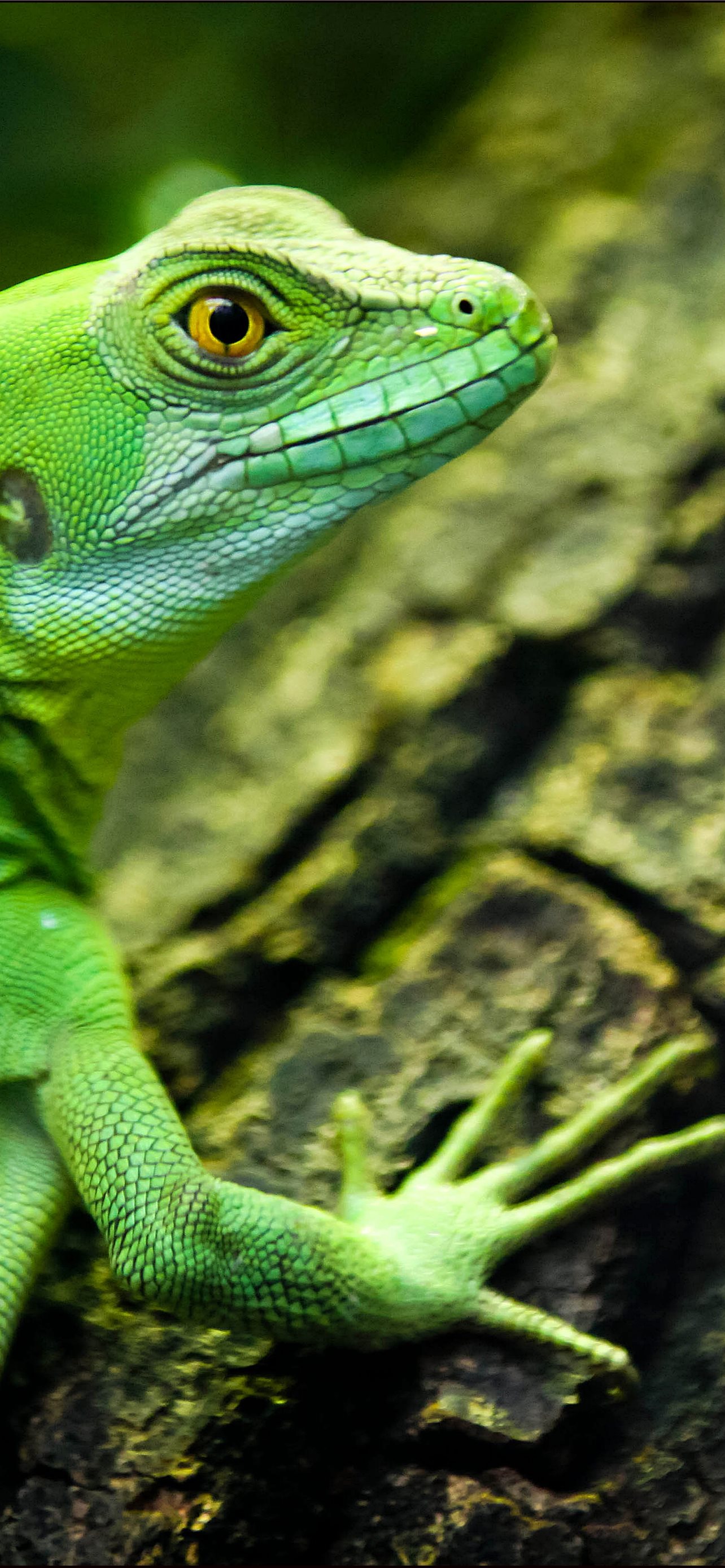 Best Leopard lizards iPhone HD