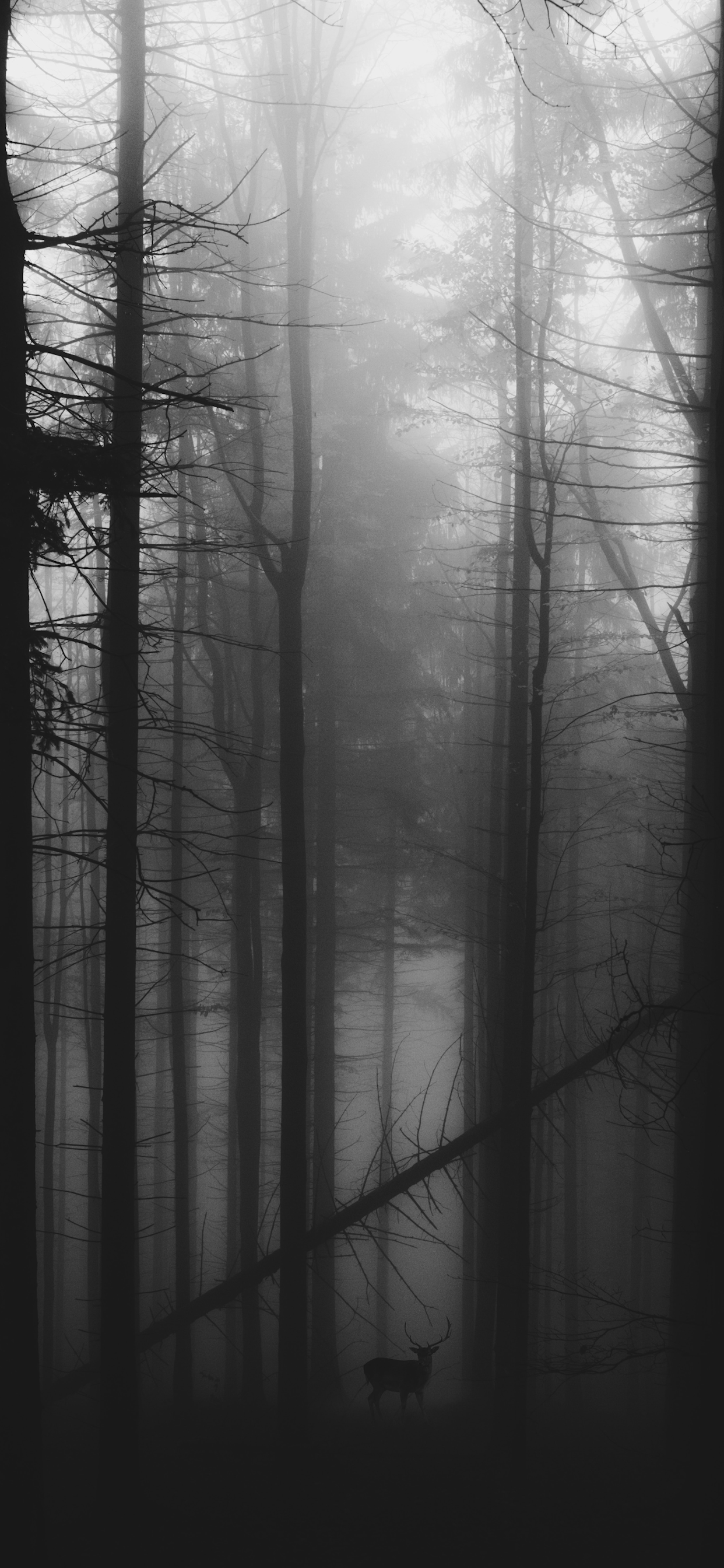 Black and White Wallpaper for iPhone 11