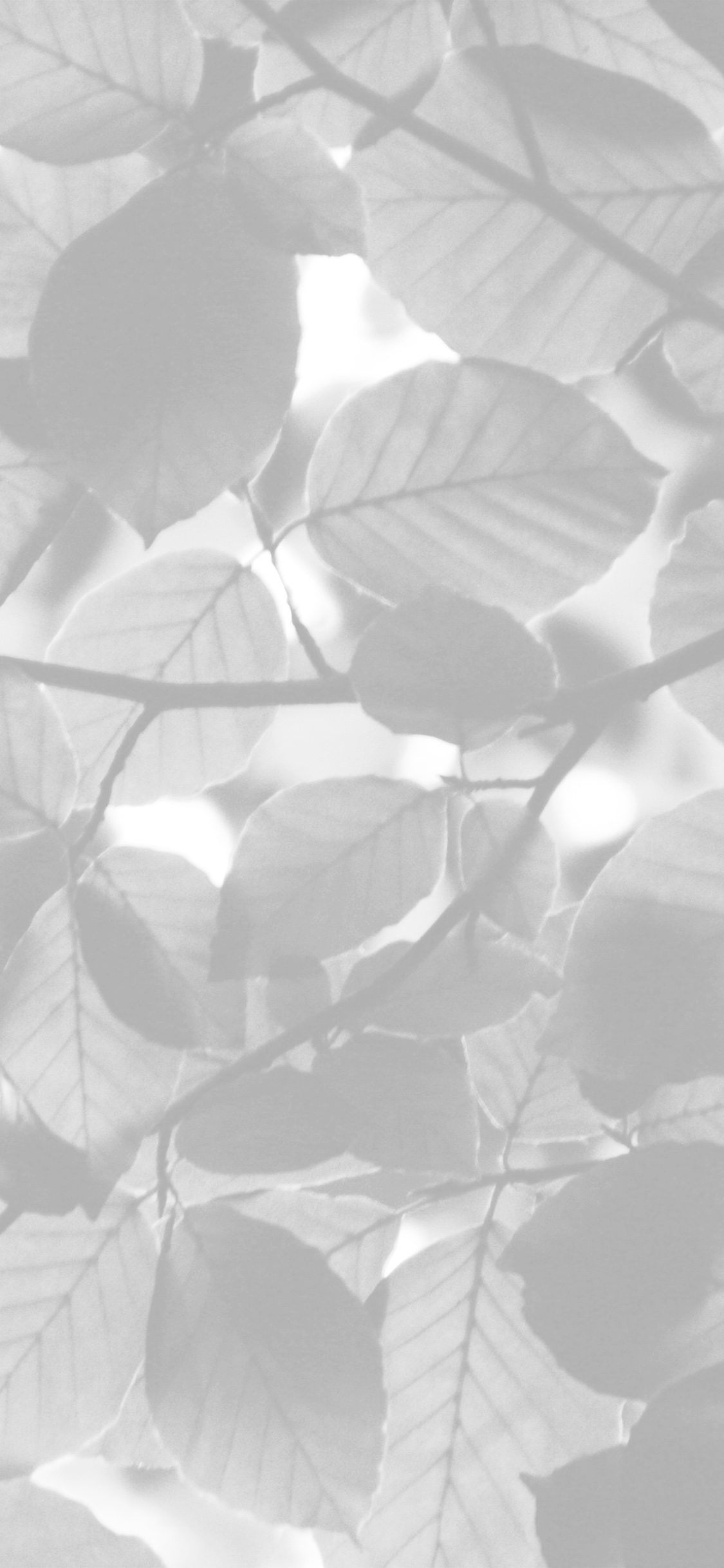 Tree Blossom Nature Leaf Green