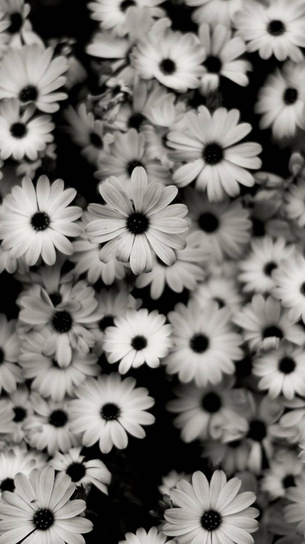 Download free Black White iPhone