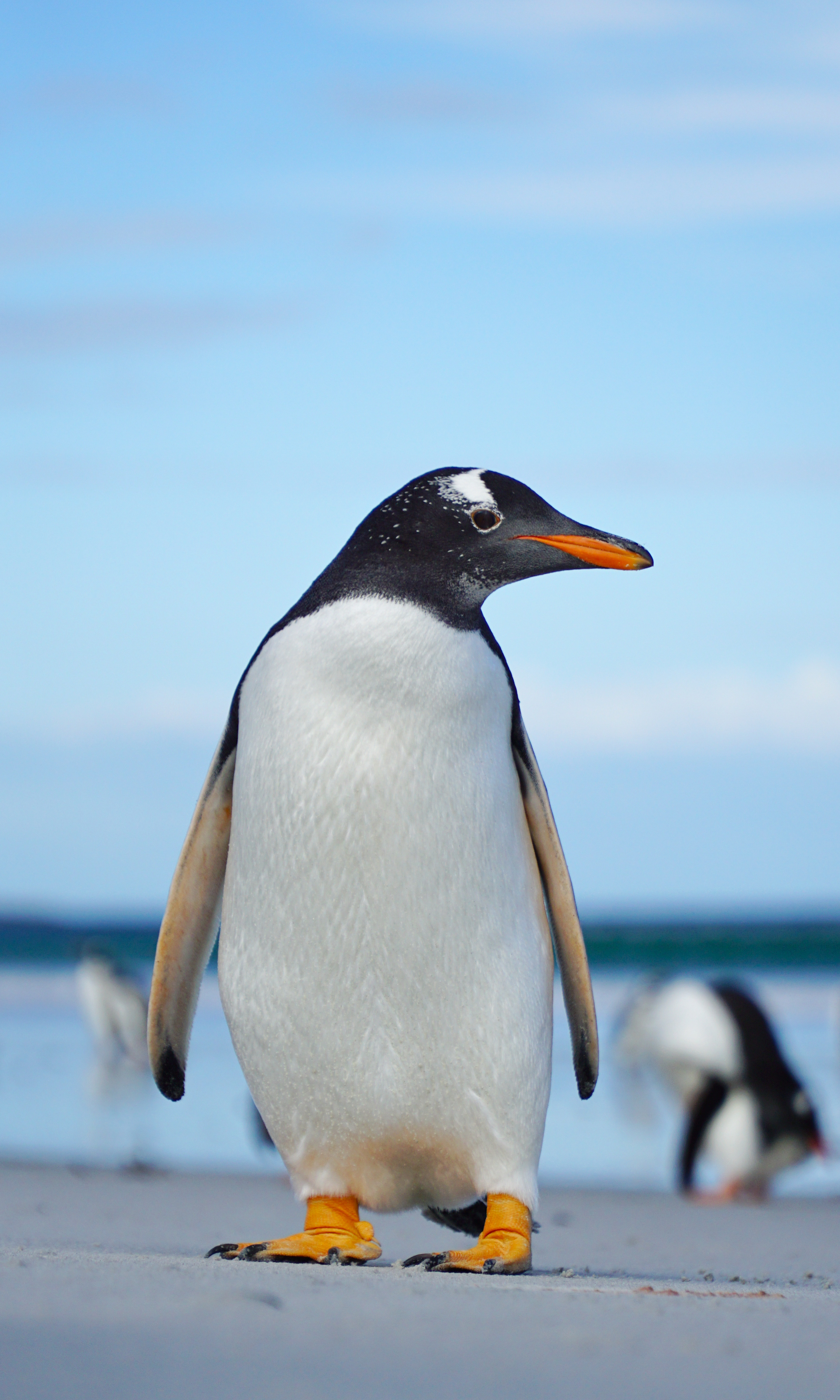 Download Gentoo Penguin wallpaper