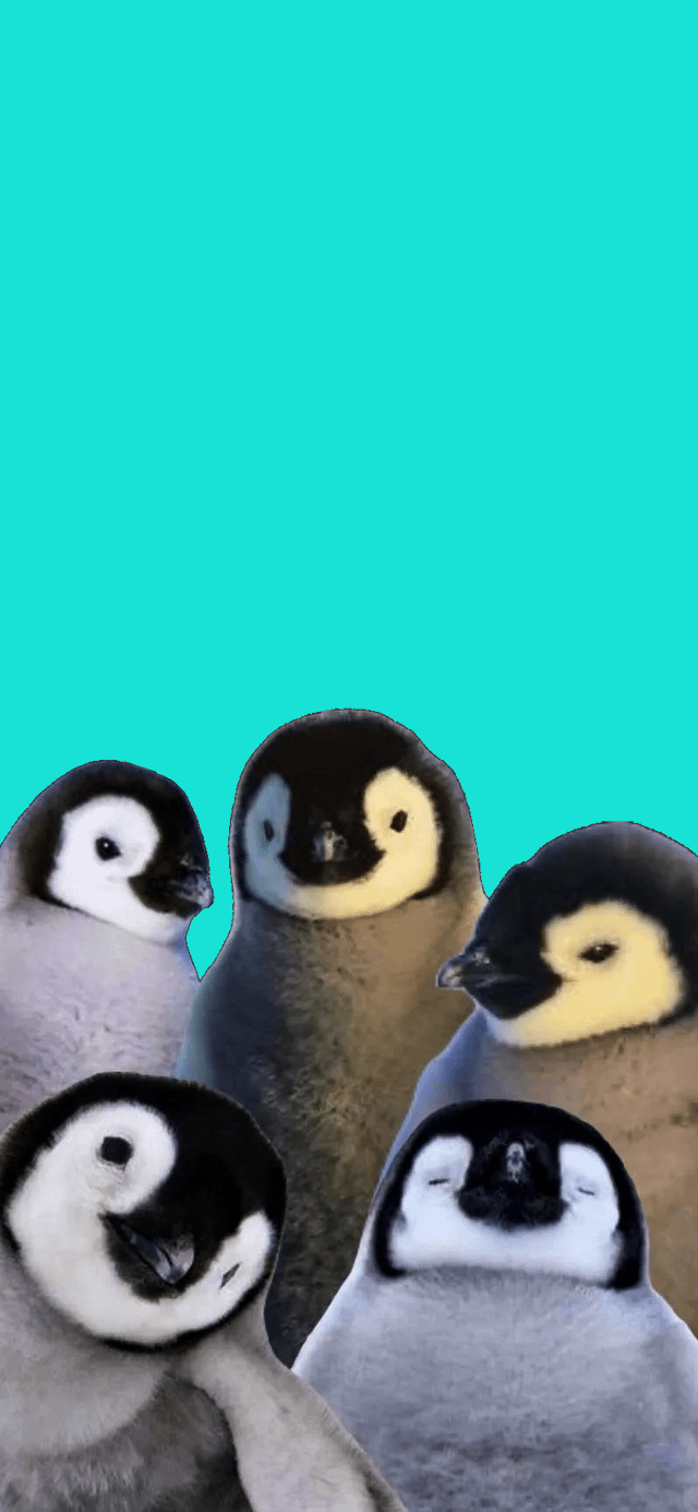 awesome penguin wallpaper
