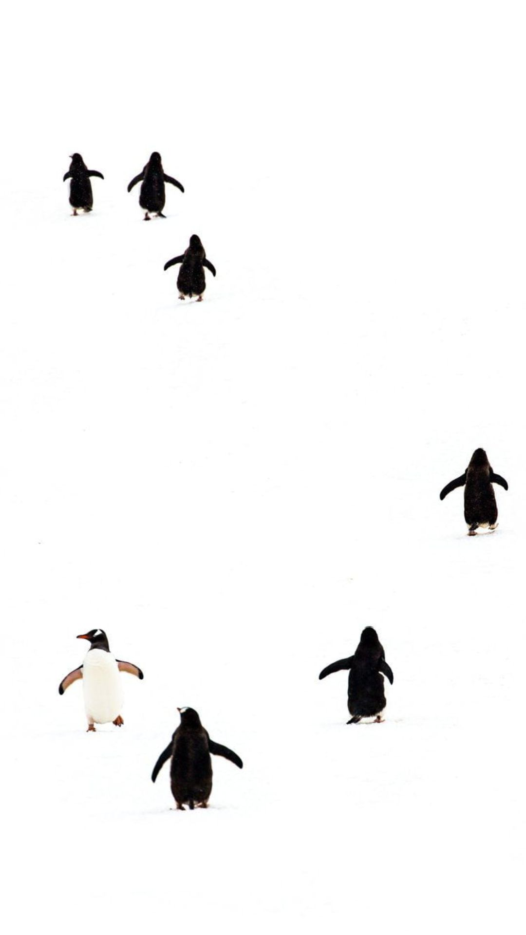 Penguin Wallpaper