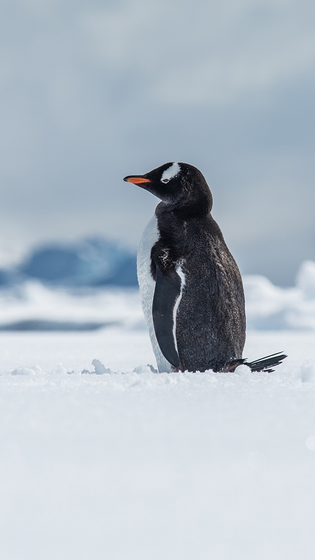 Desktop Wallpaper Gentoo penguin