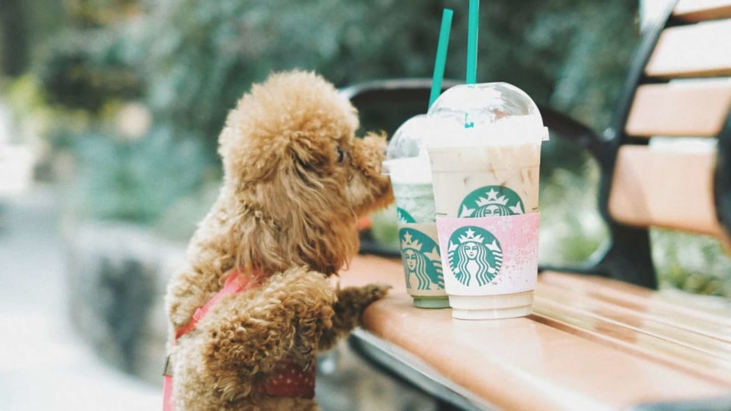 Starbucks Puppuccino: Cost, Ingredients