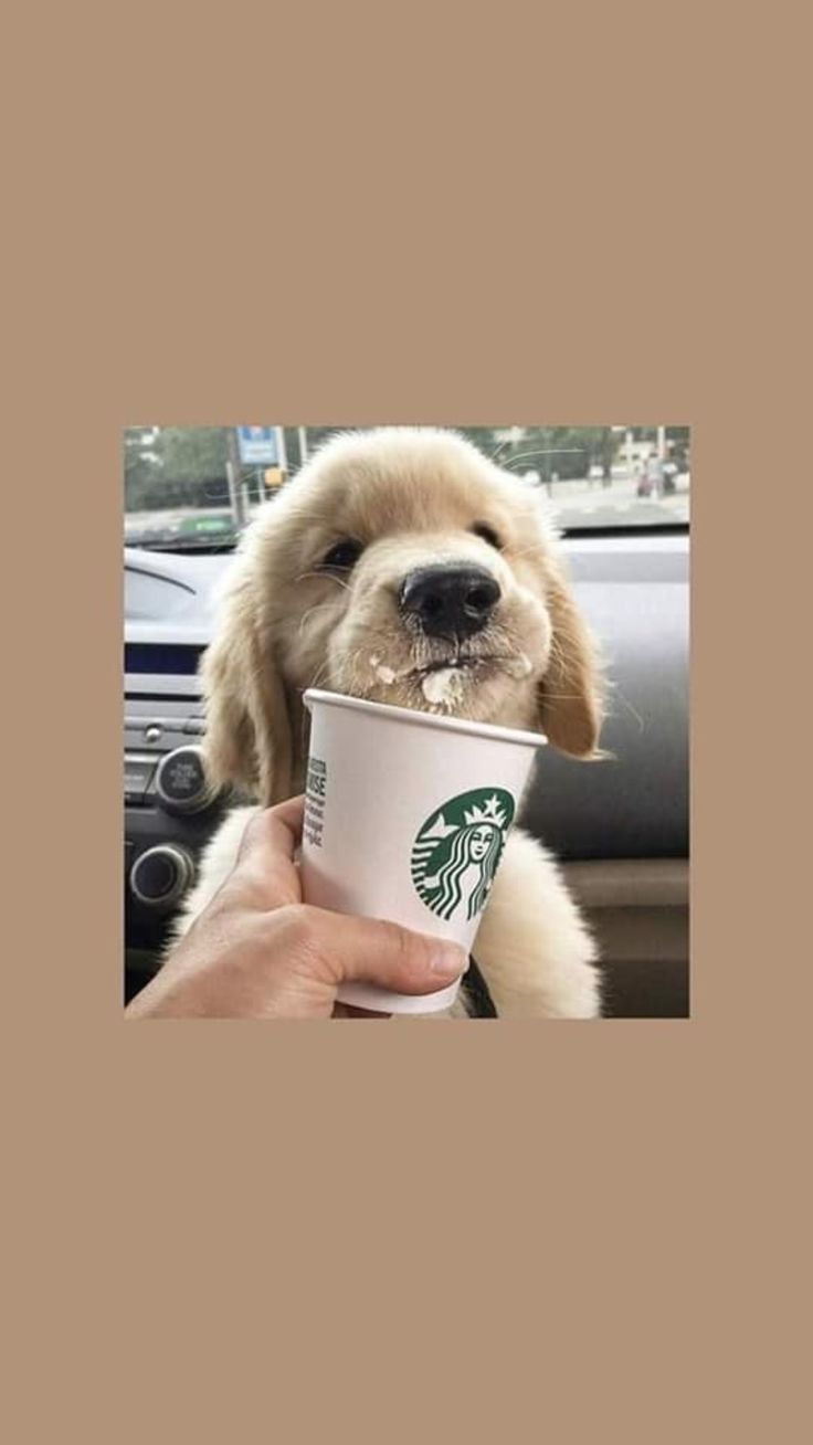 perro, Cachorros adorables, Empapelado