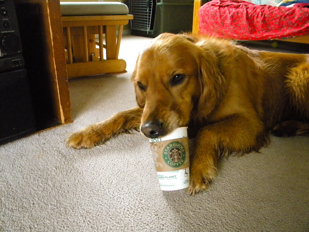 Starbucks Dog. Dogs like starbucks too