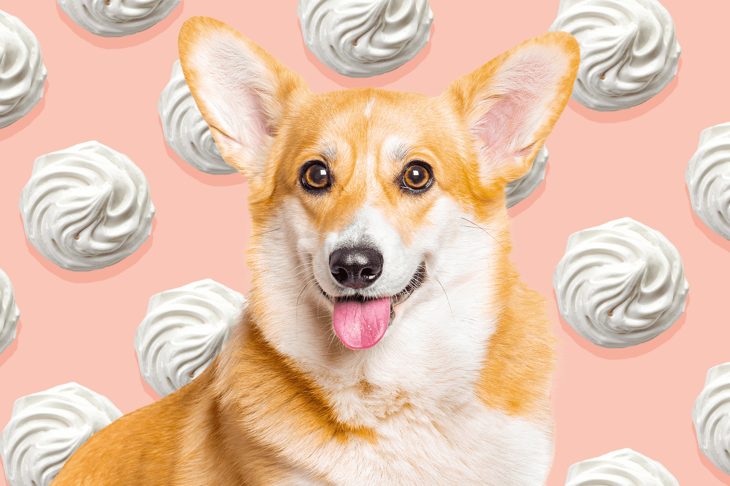 Can Dogs Eat Whipped Cream? What to