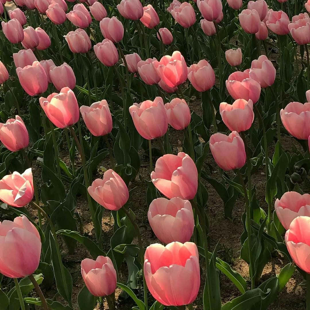 Download Pink Tulips In A Field Of