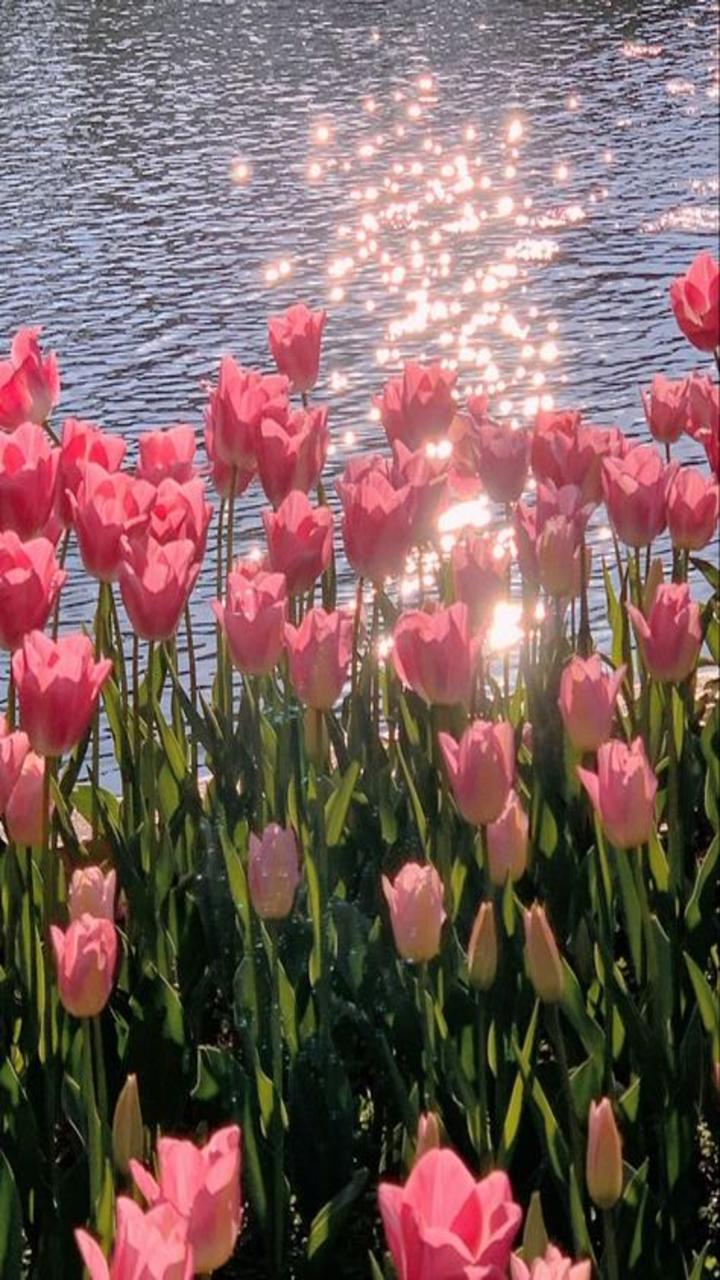 Tulip wallpaper APK Download