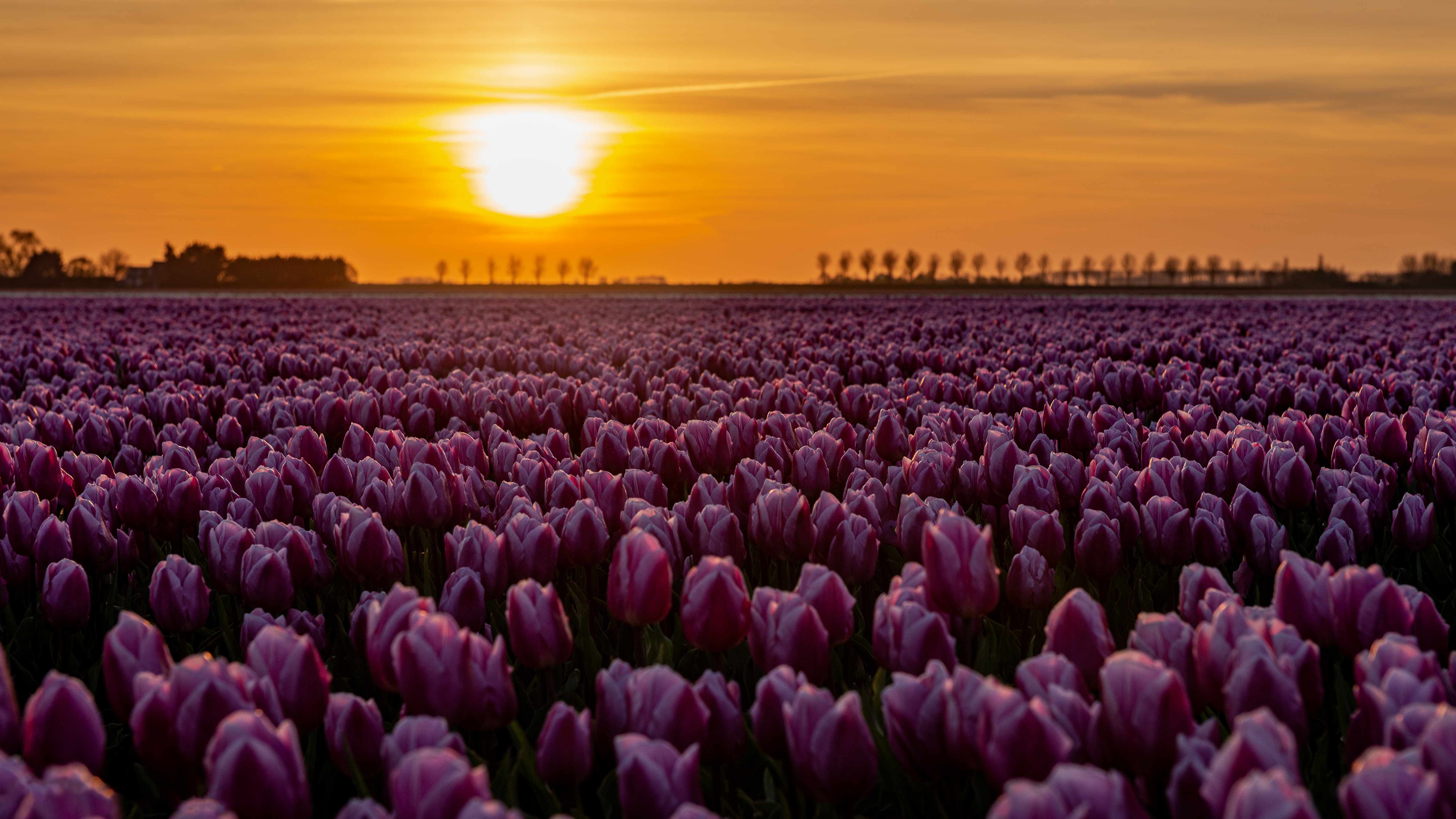 Pink Flower Sunset Nature Tulip 4k