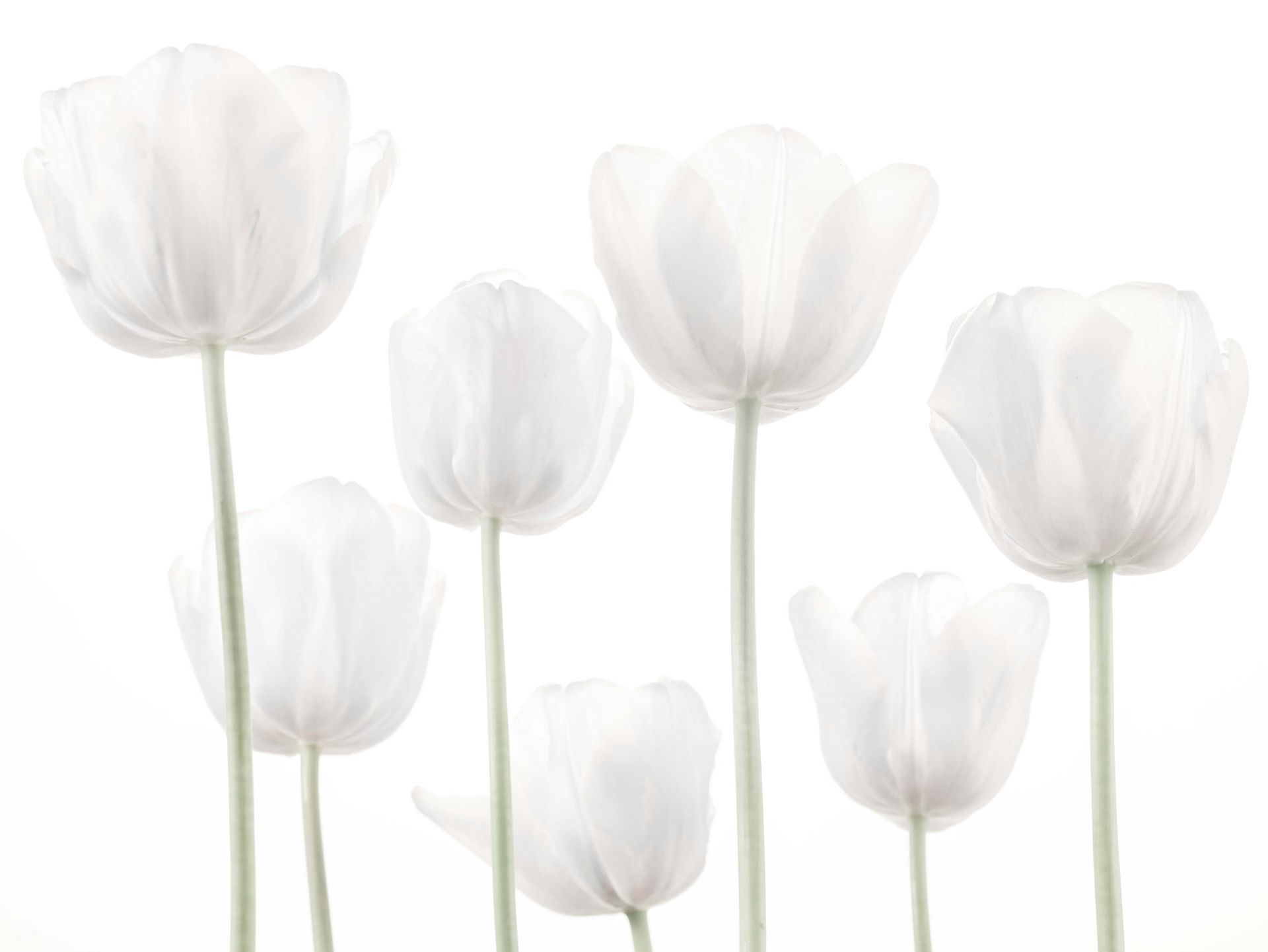 White Tulips