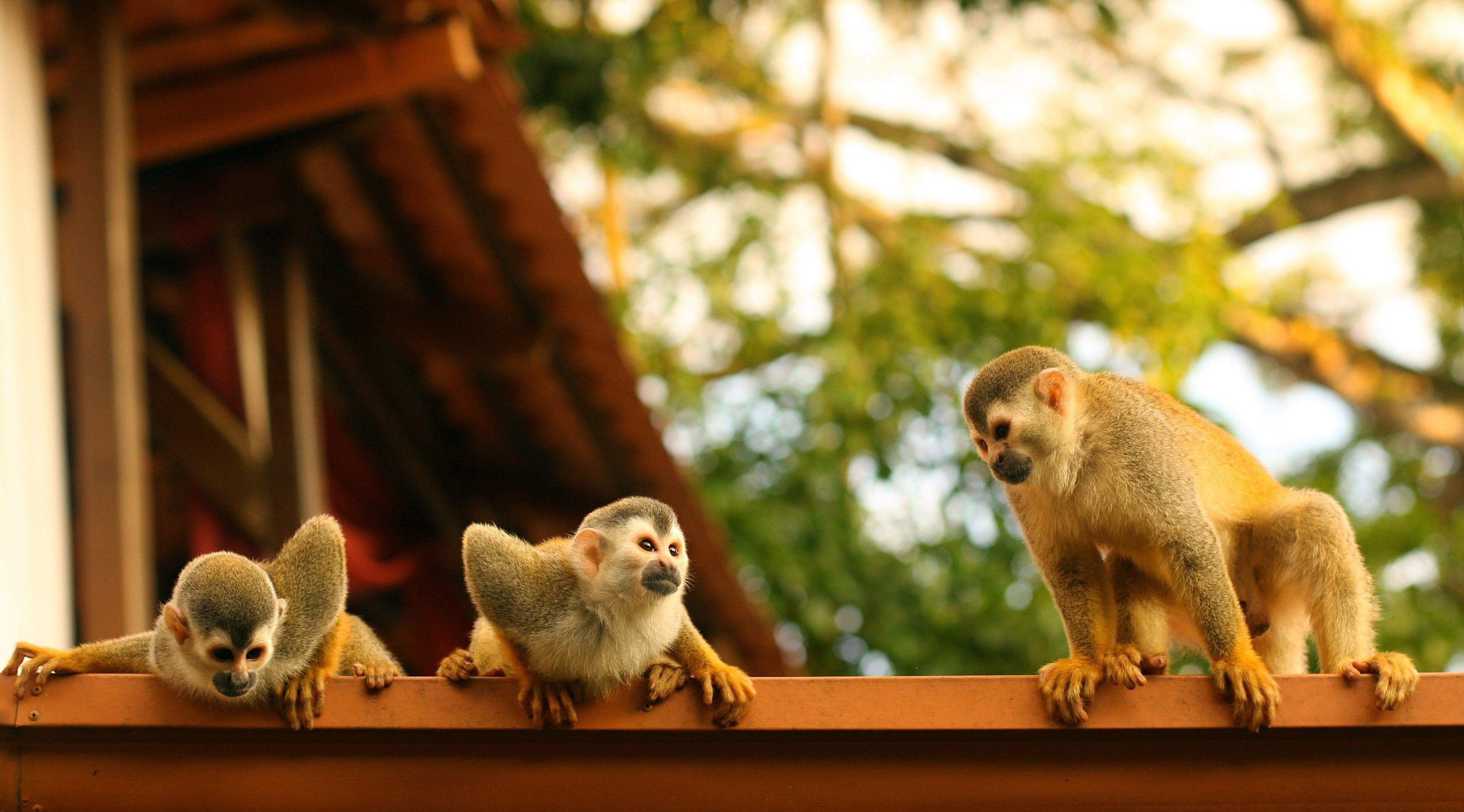 monkeys 4k pc wallpaper free