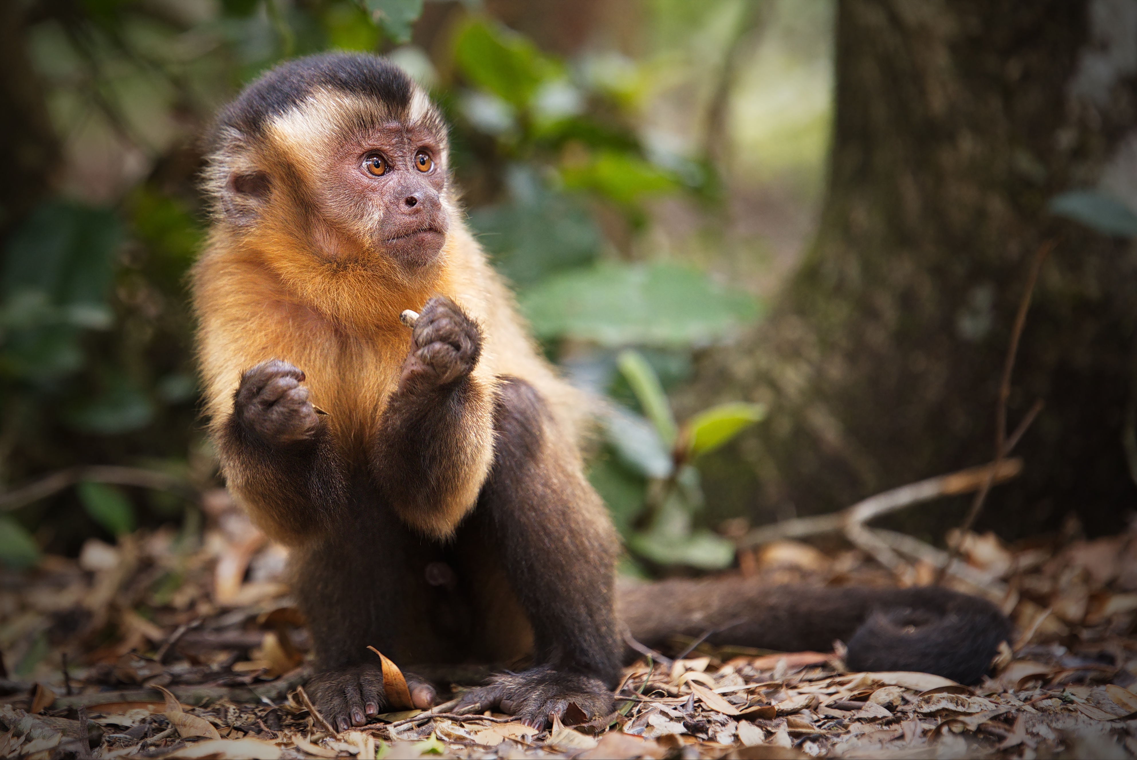 Download Capuchin Animal Monkey 4k