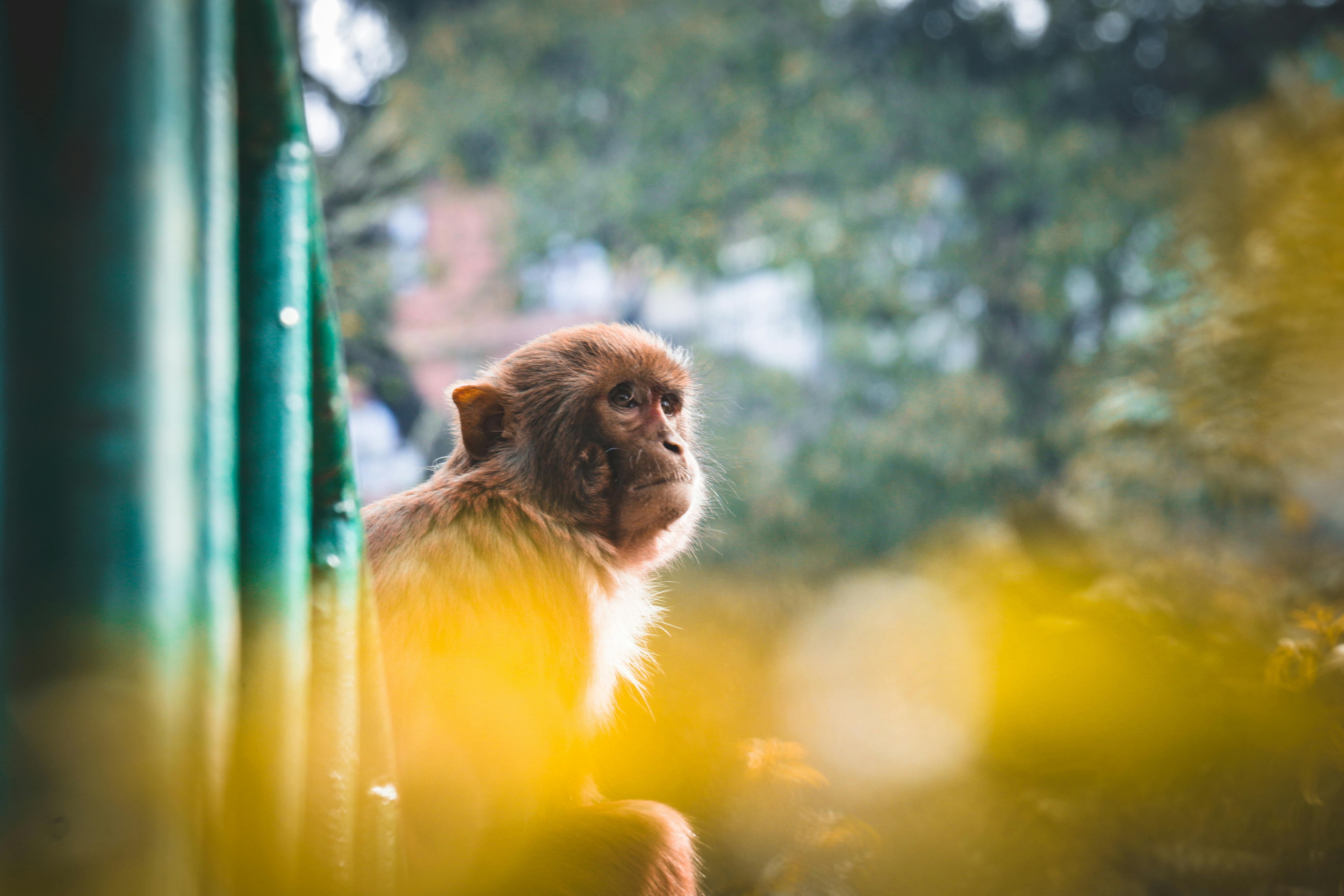 Photo of Brown Monkey · Free