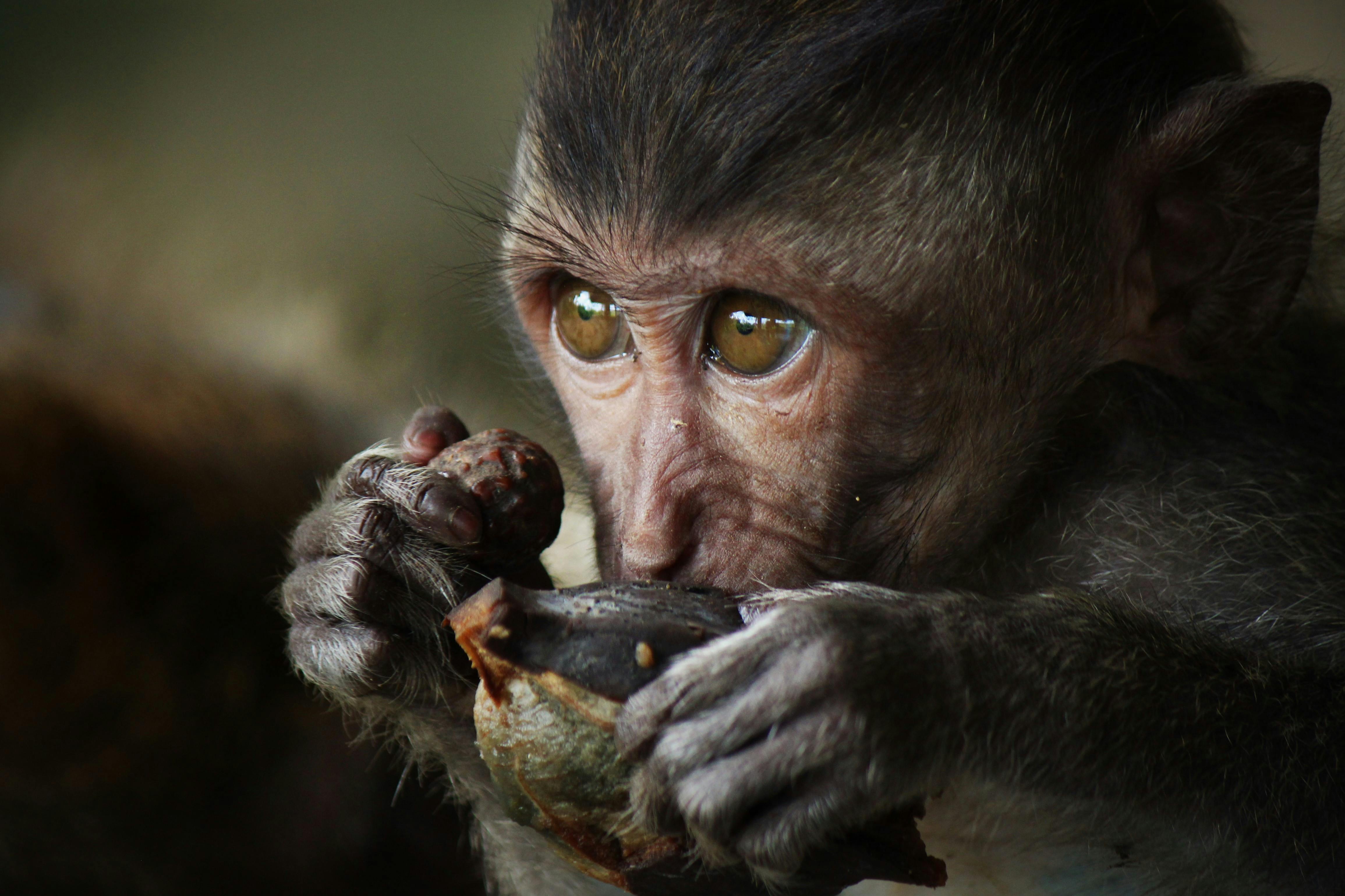 Photography of Monkey · Free