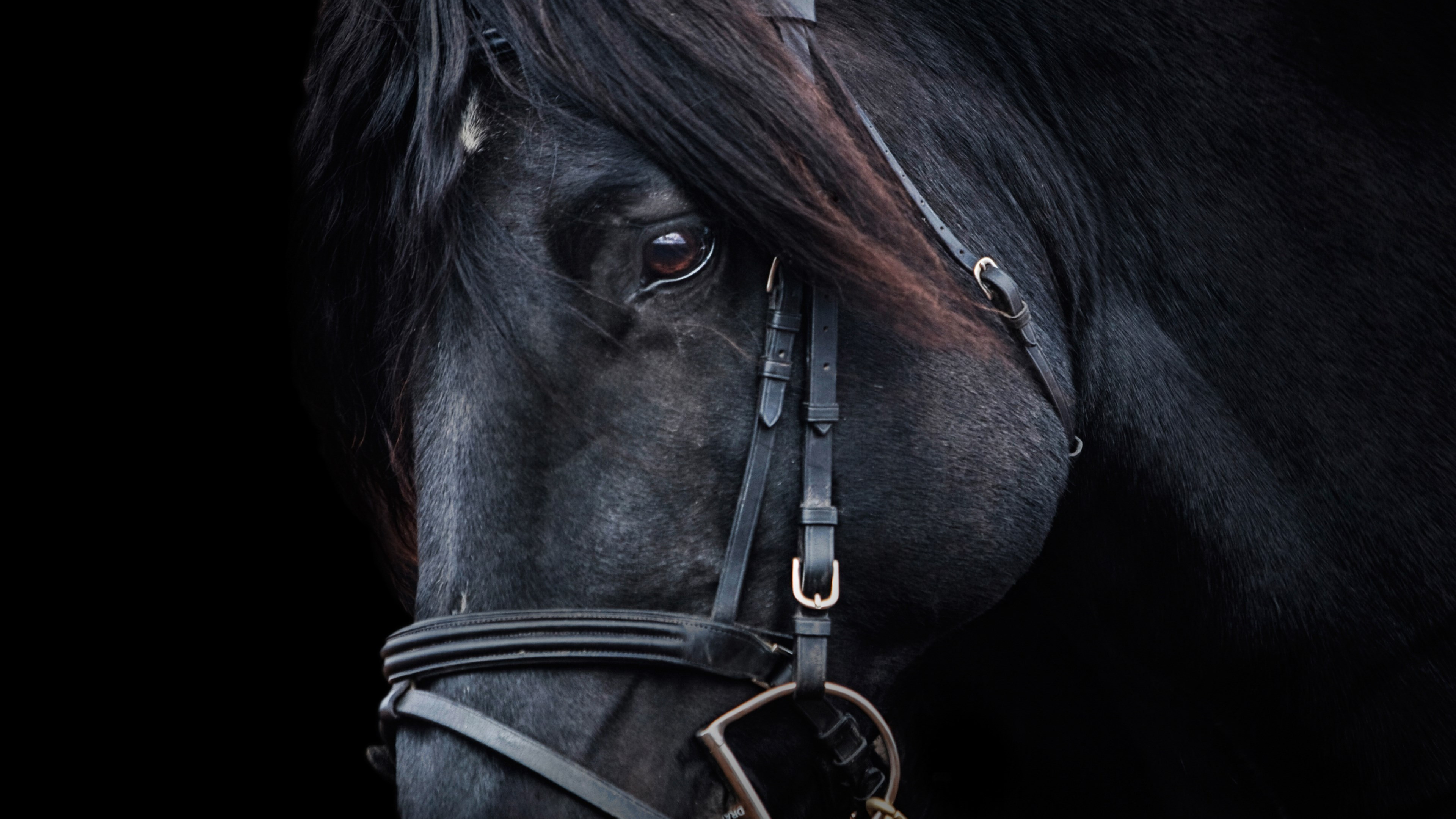Download wallpaper: Black horse 3840x2160