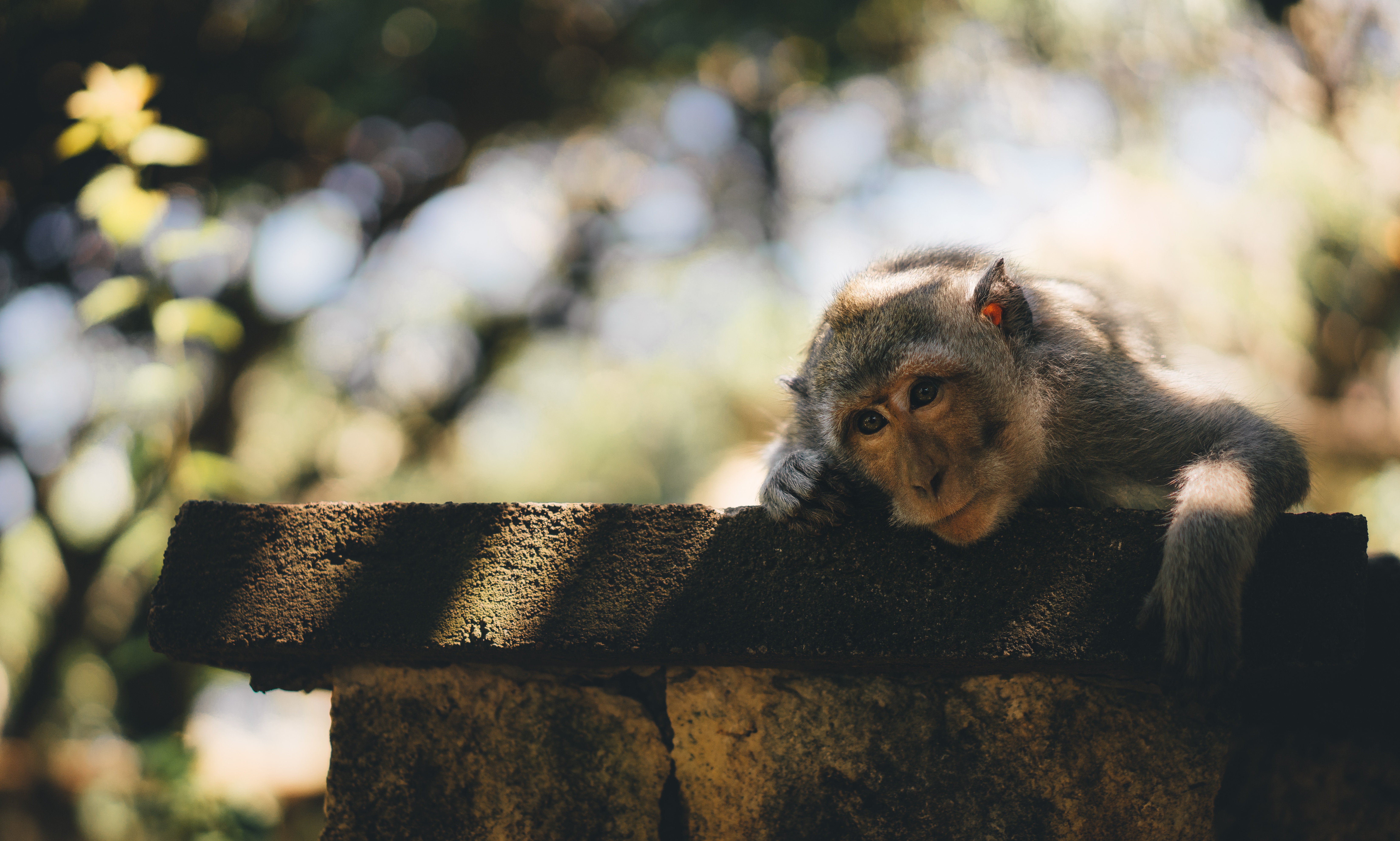 Download Primate Bokeh Animal Monkey 4k