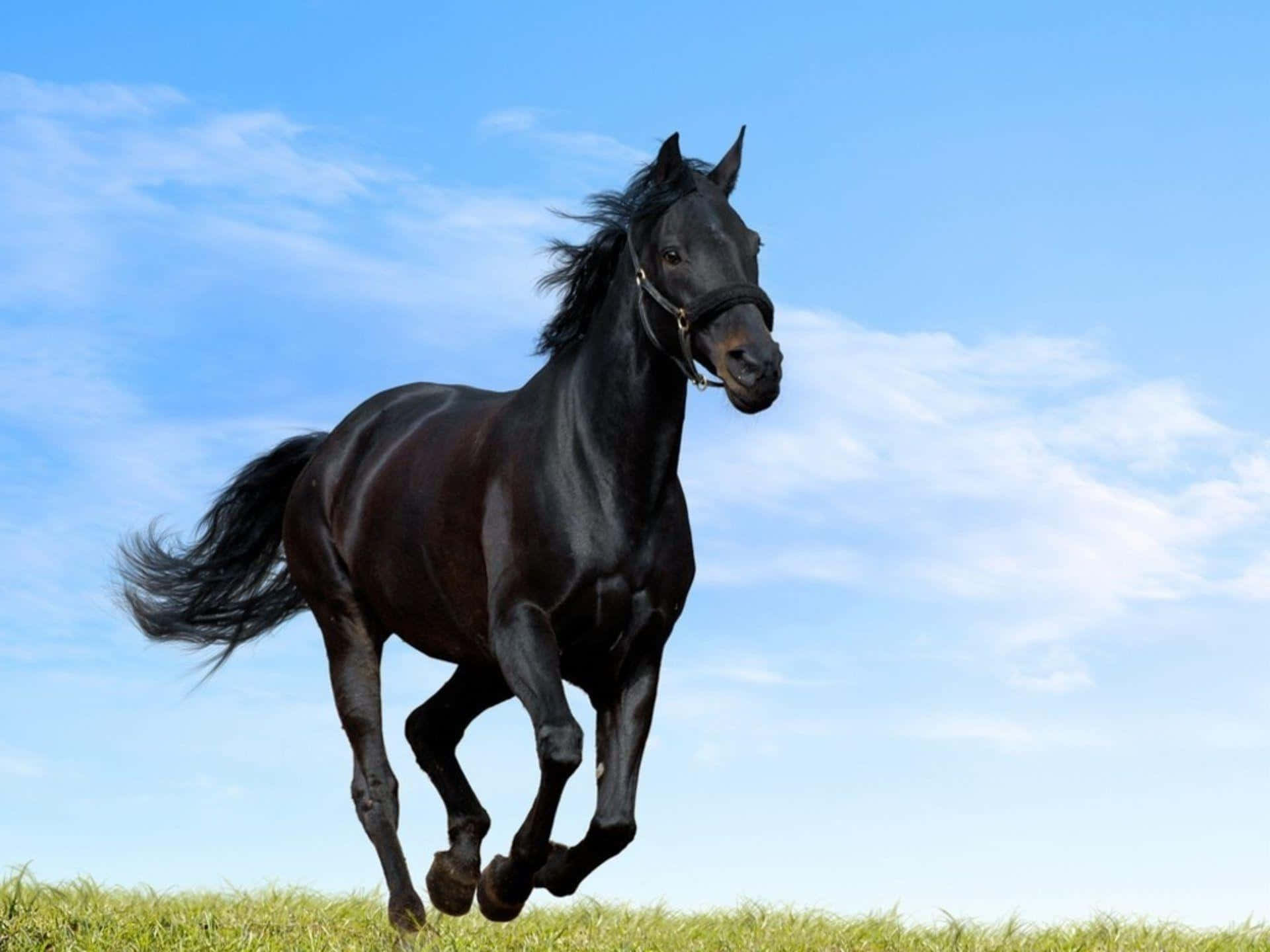 Black Horse Picture