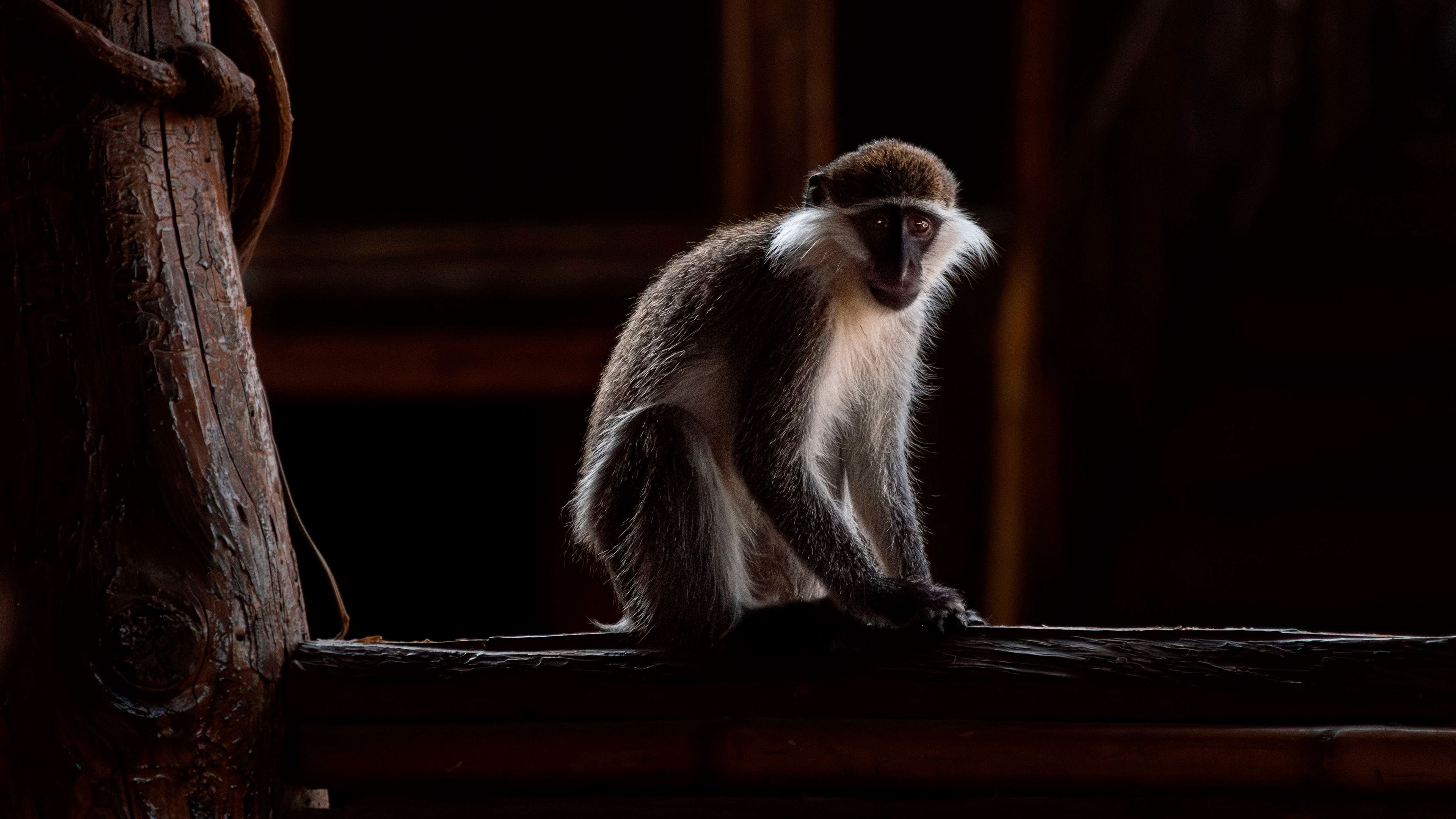 Download wallpaper 3840x2160 green