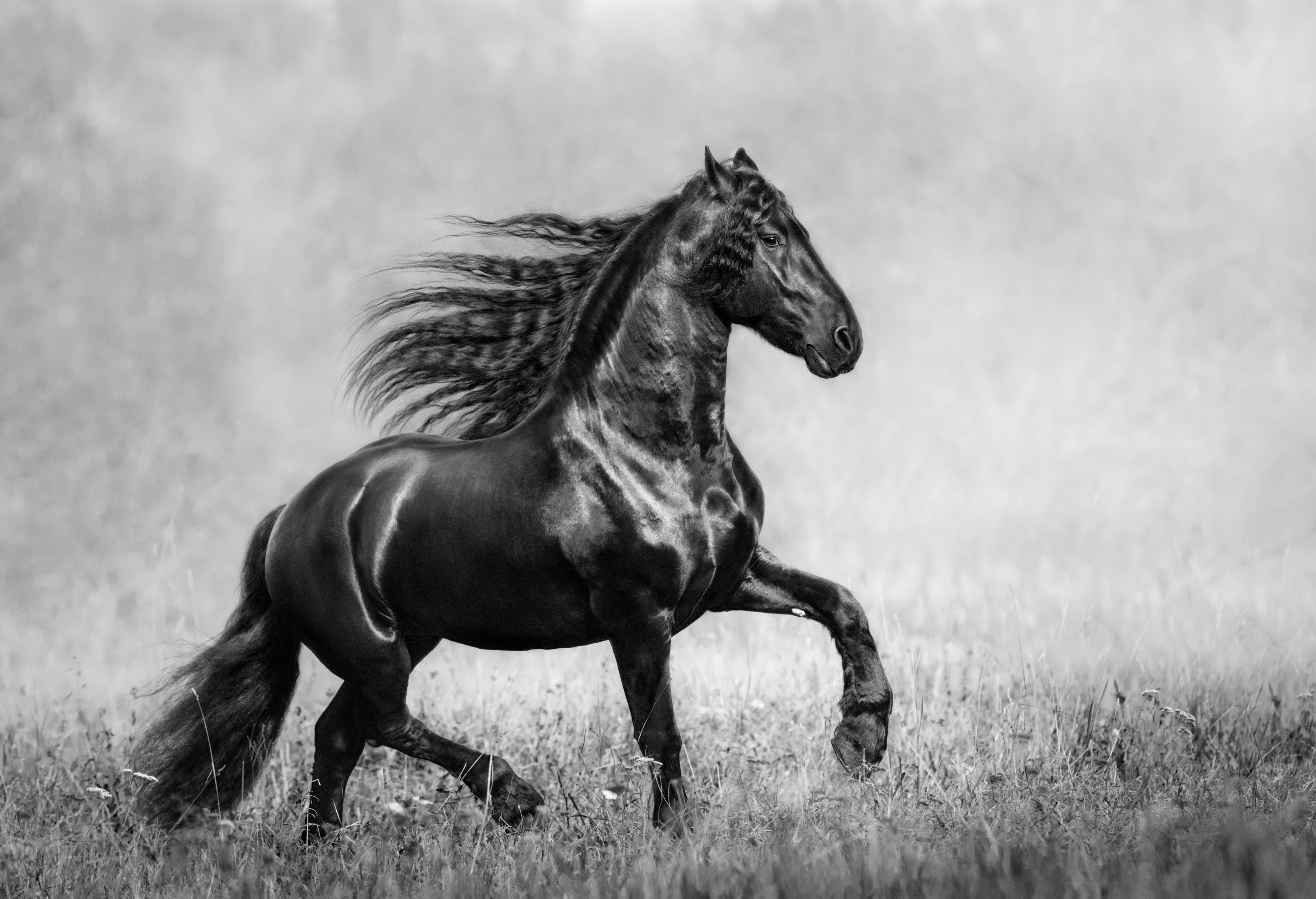 Black Horse Wallpaper HD Beautiful