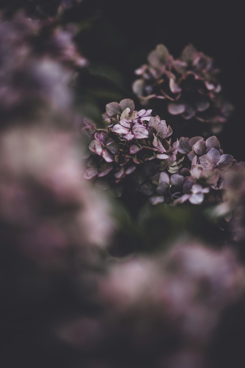 Moody Flowers Picture. Download Free