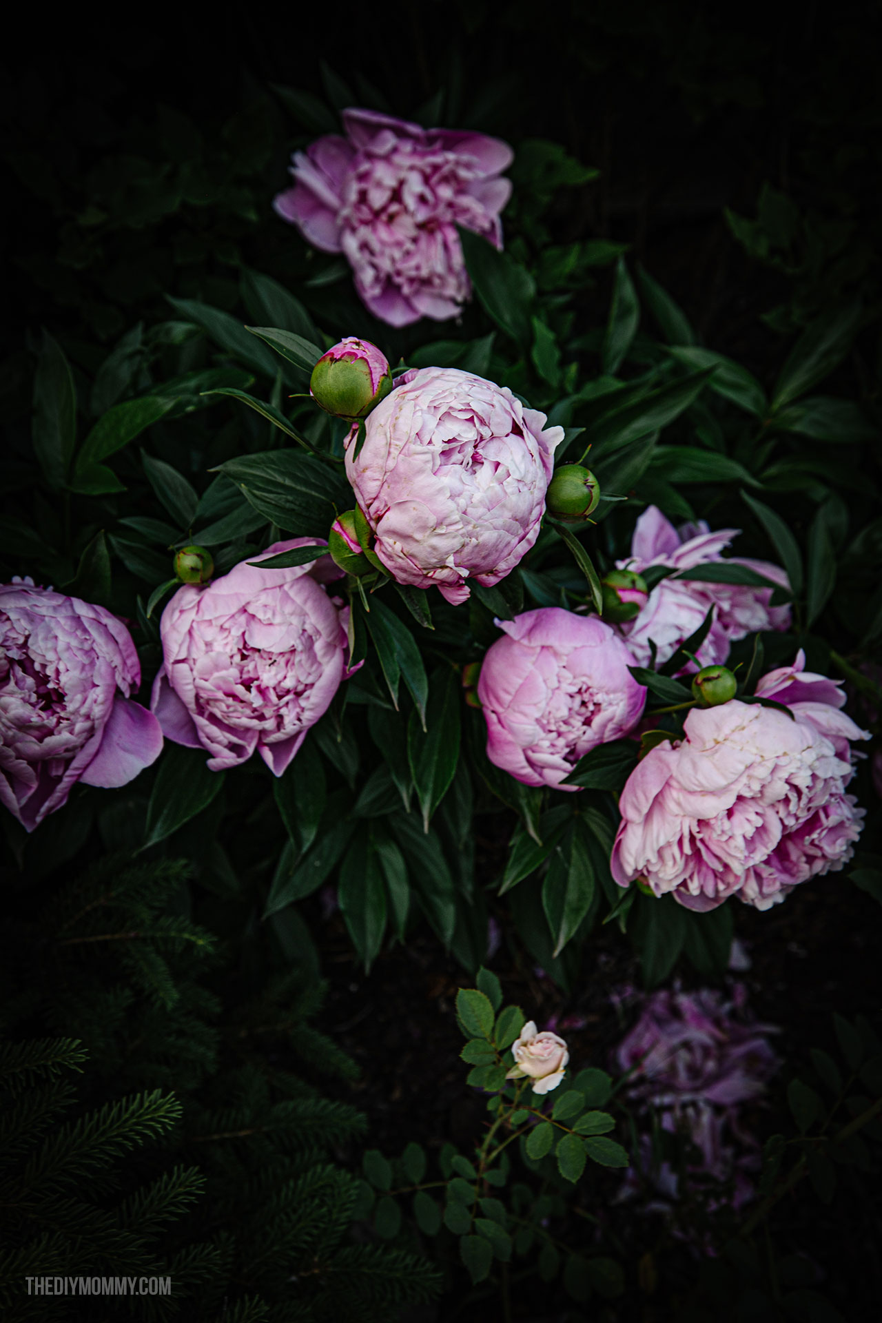 Phone & Computer: Moody Peonies