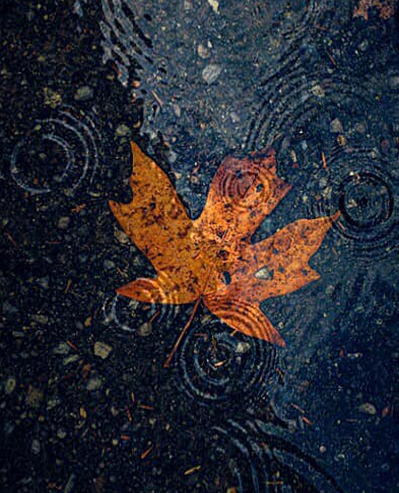 Walli: Fallen Leaf Artist