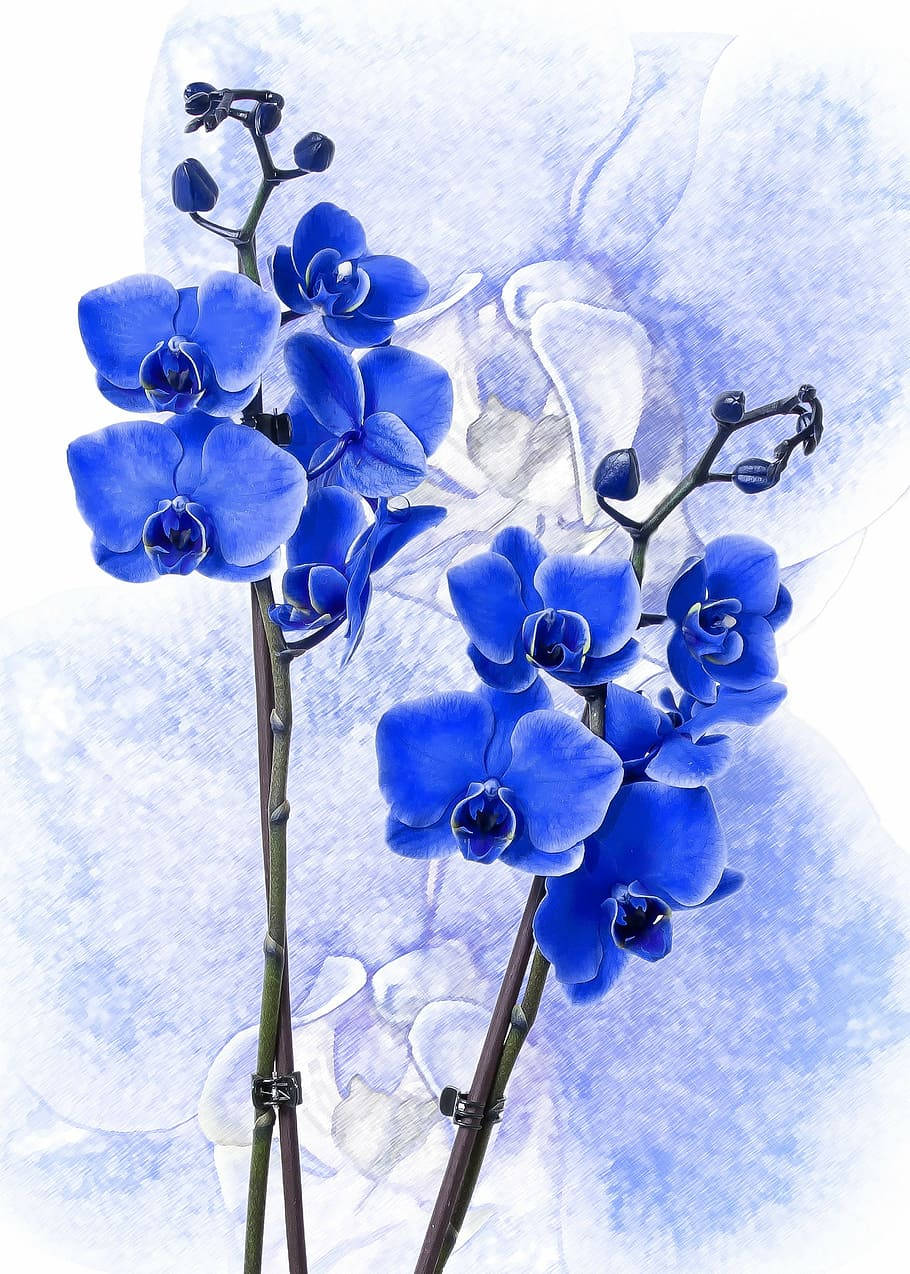 Blue Flower iPhone Wallpaper