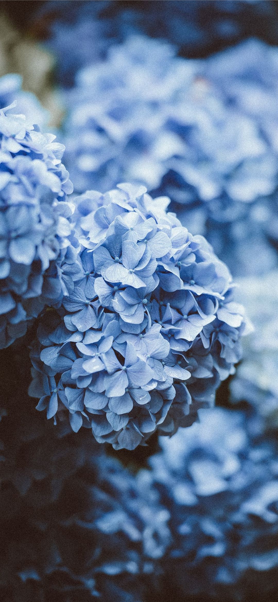blue flowers iPhone 12 Wallpaper Free