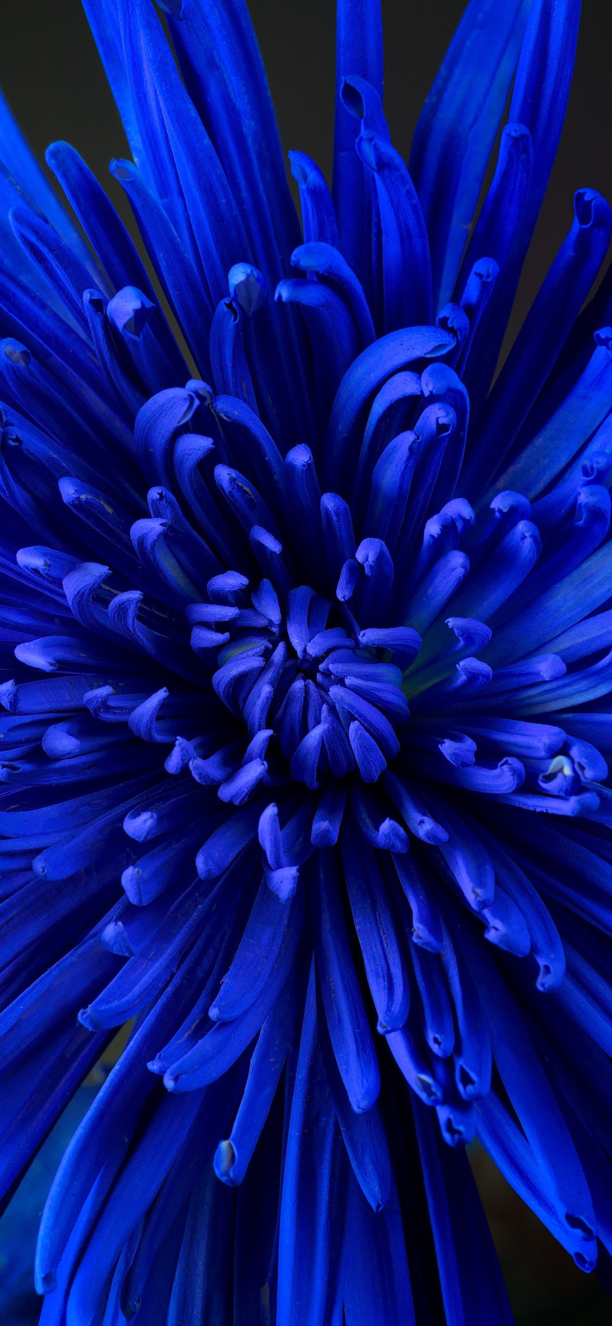 Blue flower Wallpaper 4K, Chrysanthemum
