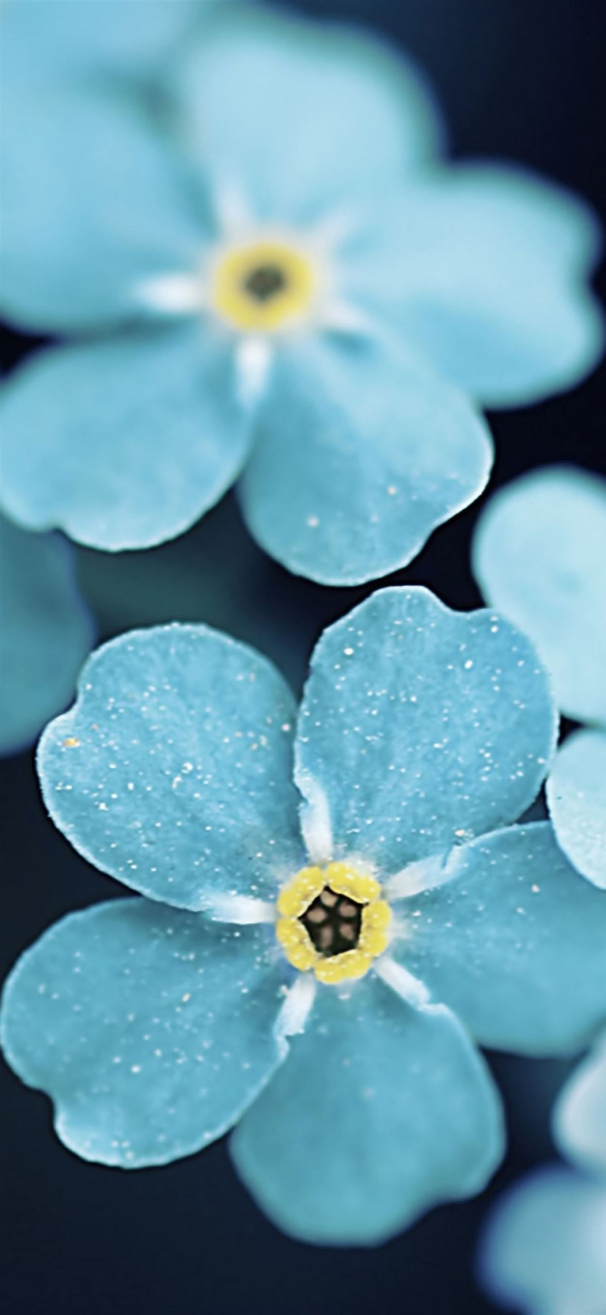 Blue Flowers iPhone Wallpaper