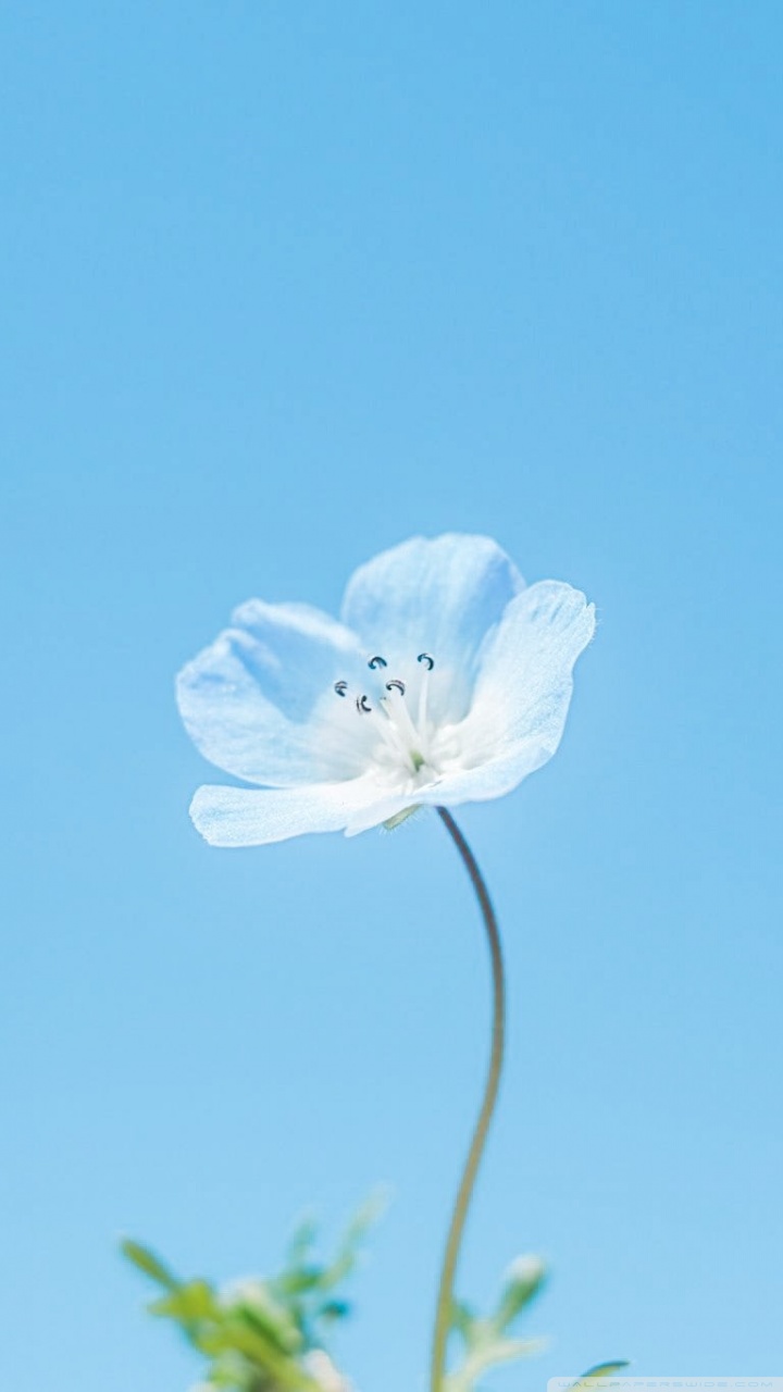 Blue Flower Ultra HD Desktop Background