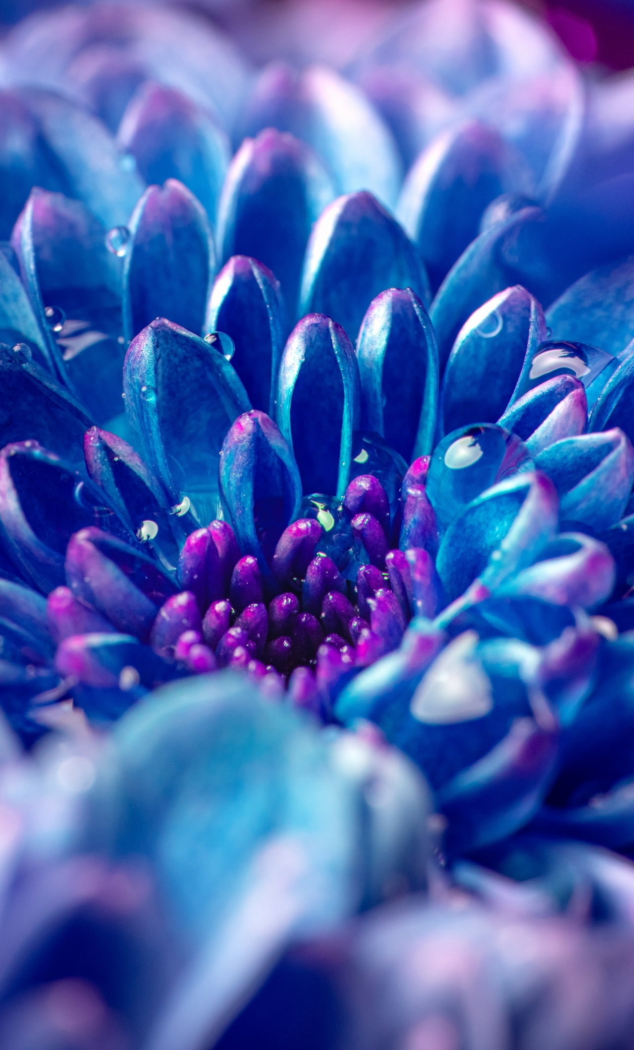 wallpaper 1280x2120 blue flower, dahlia