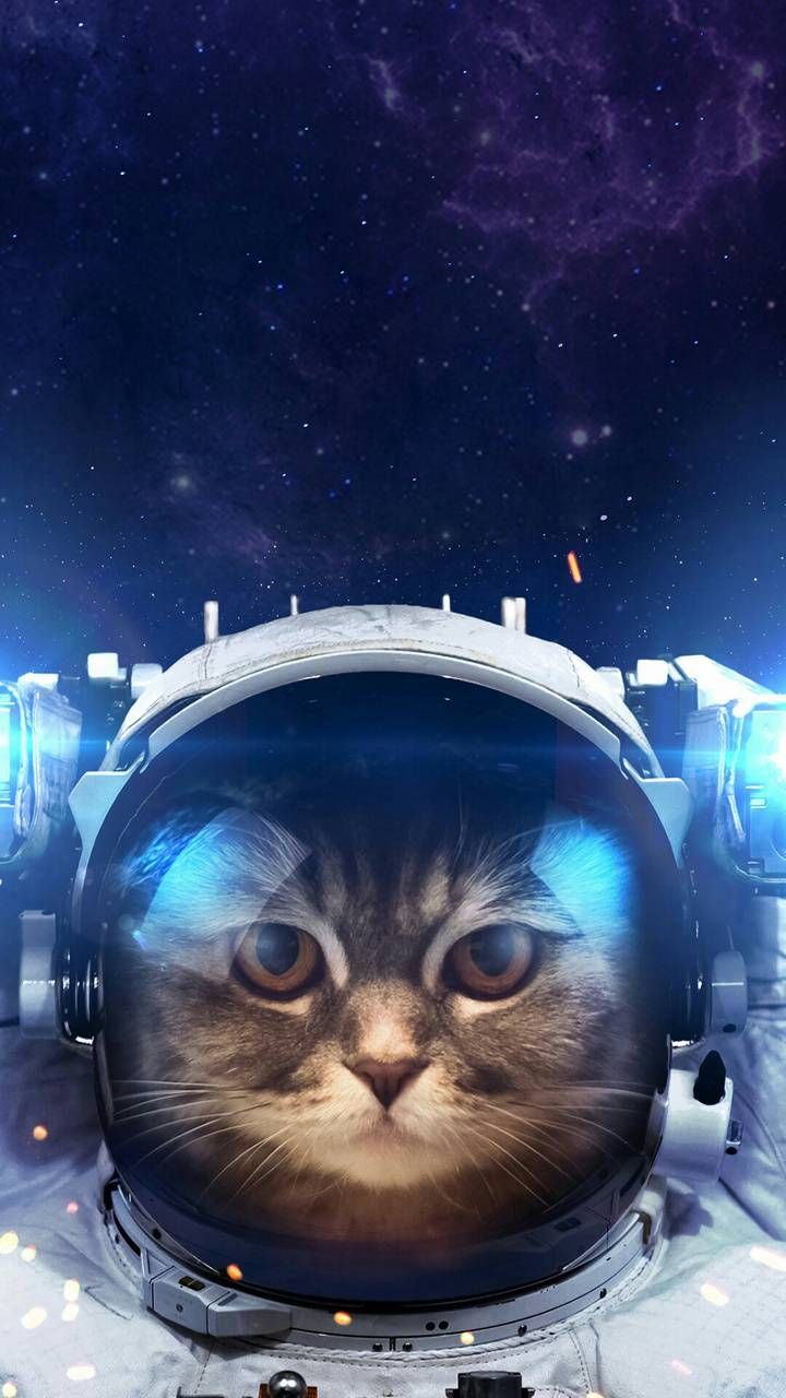 Download Astronaut cat wallpaper