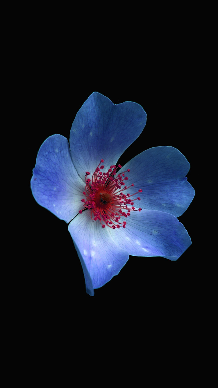 Macro Flower Dark Blue Nature