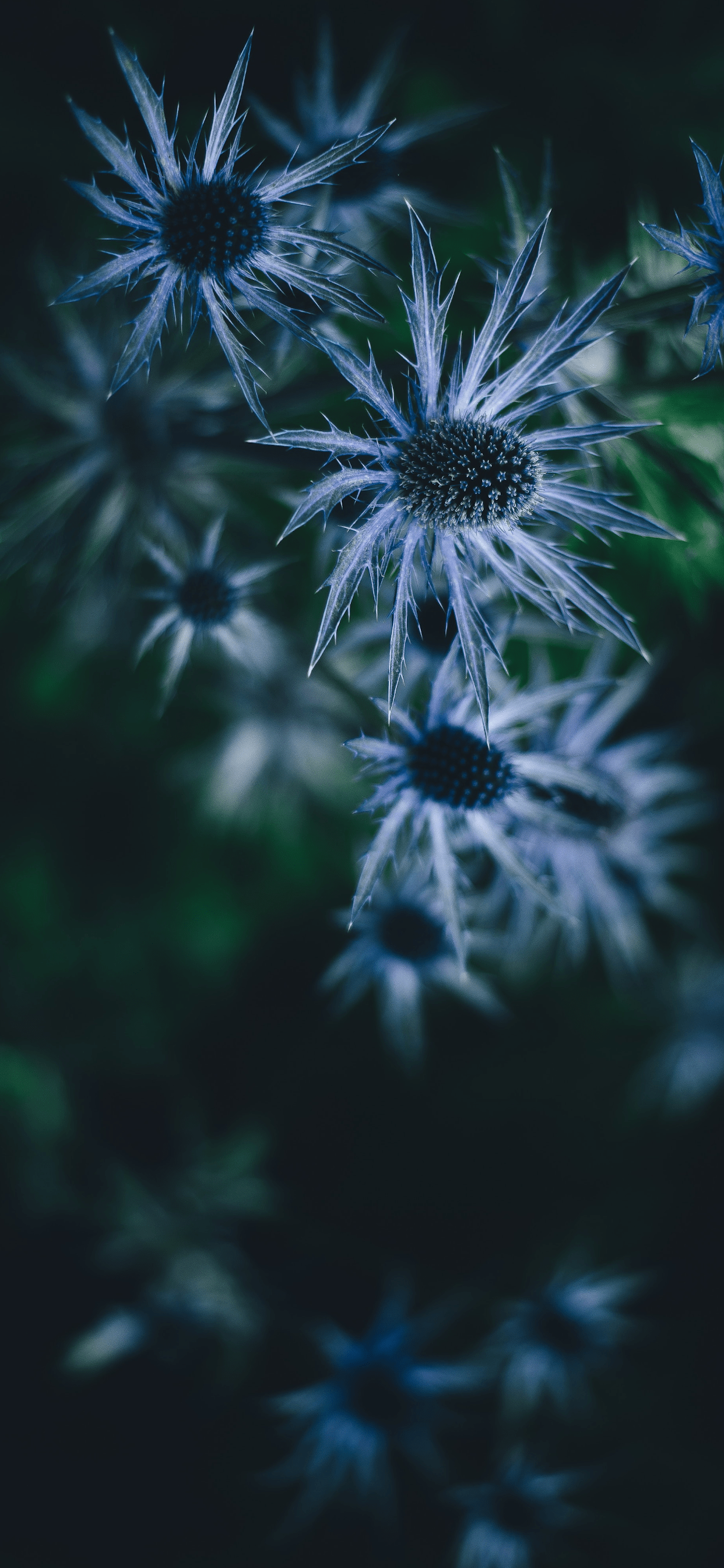 Flowers Wallpaper for iPhone 11, Pro