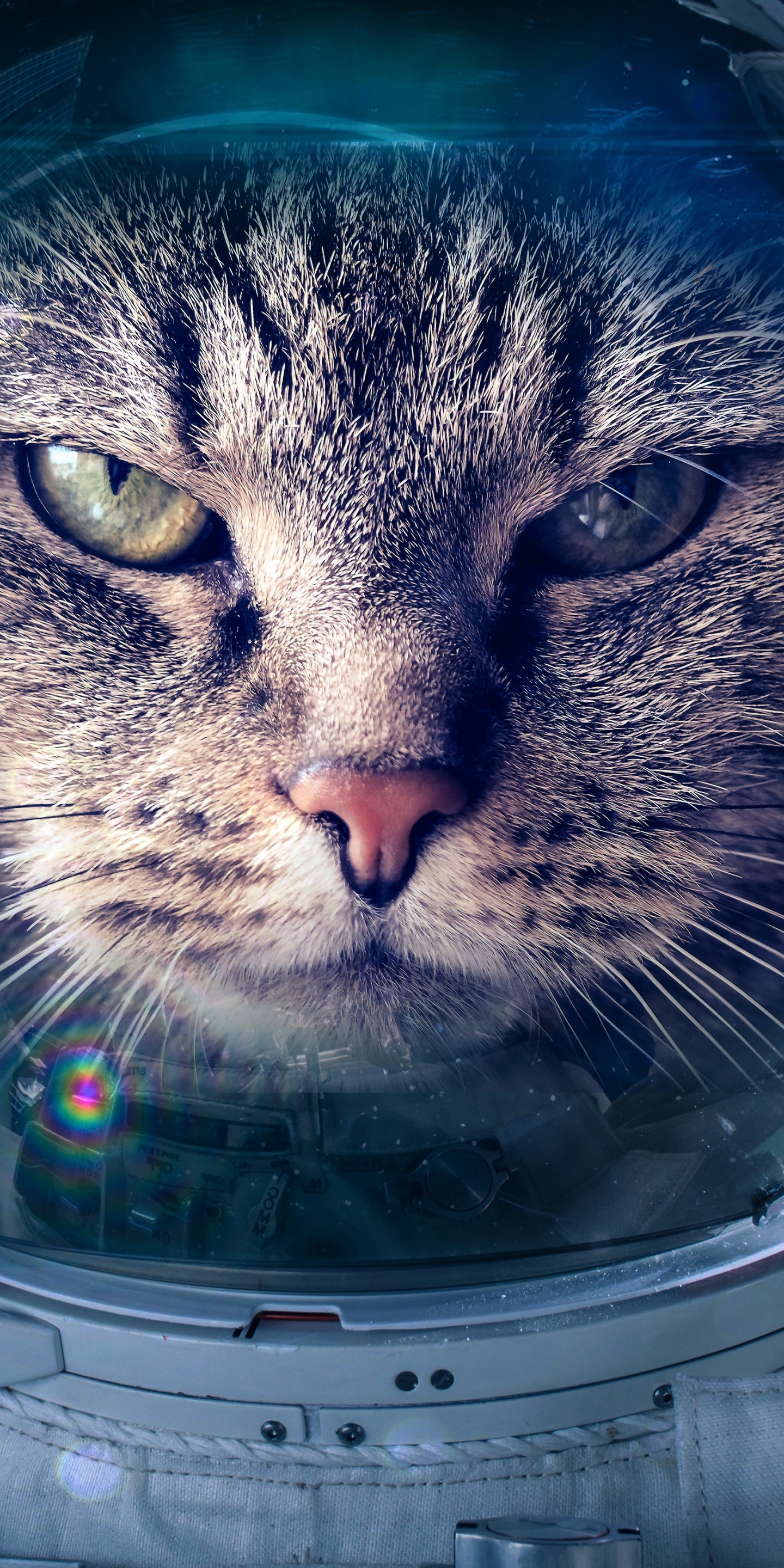 Cat Phone Wallpaper